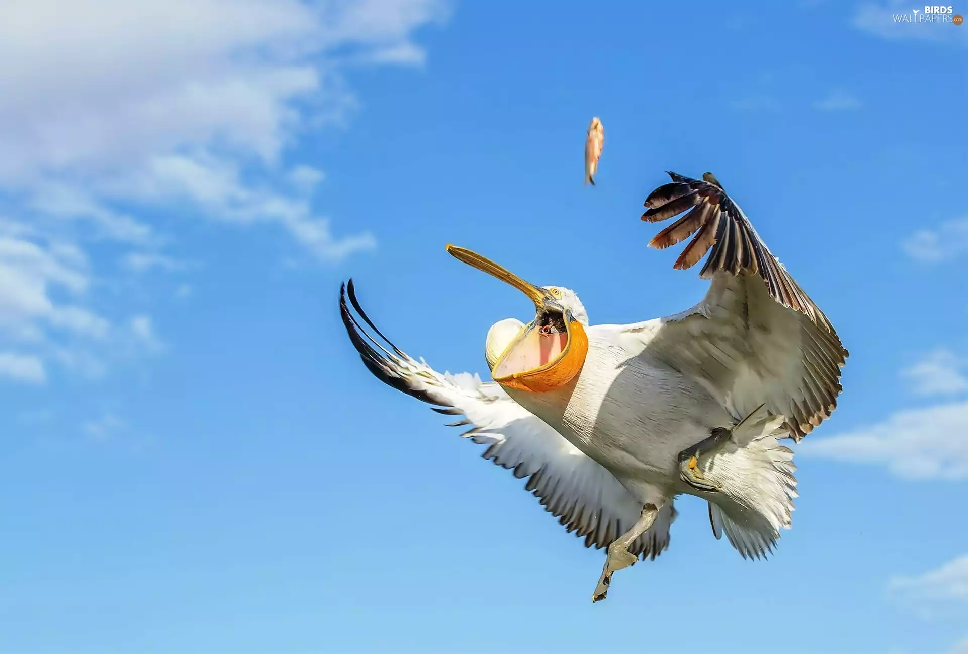 Sky, pelican, flight