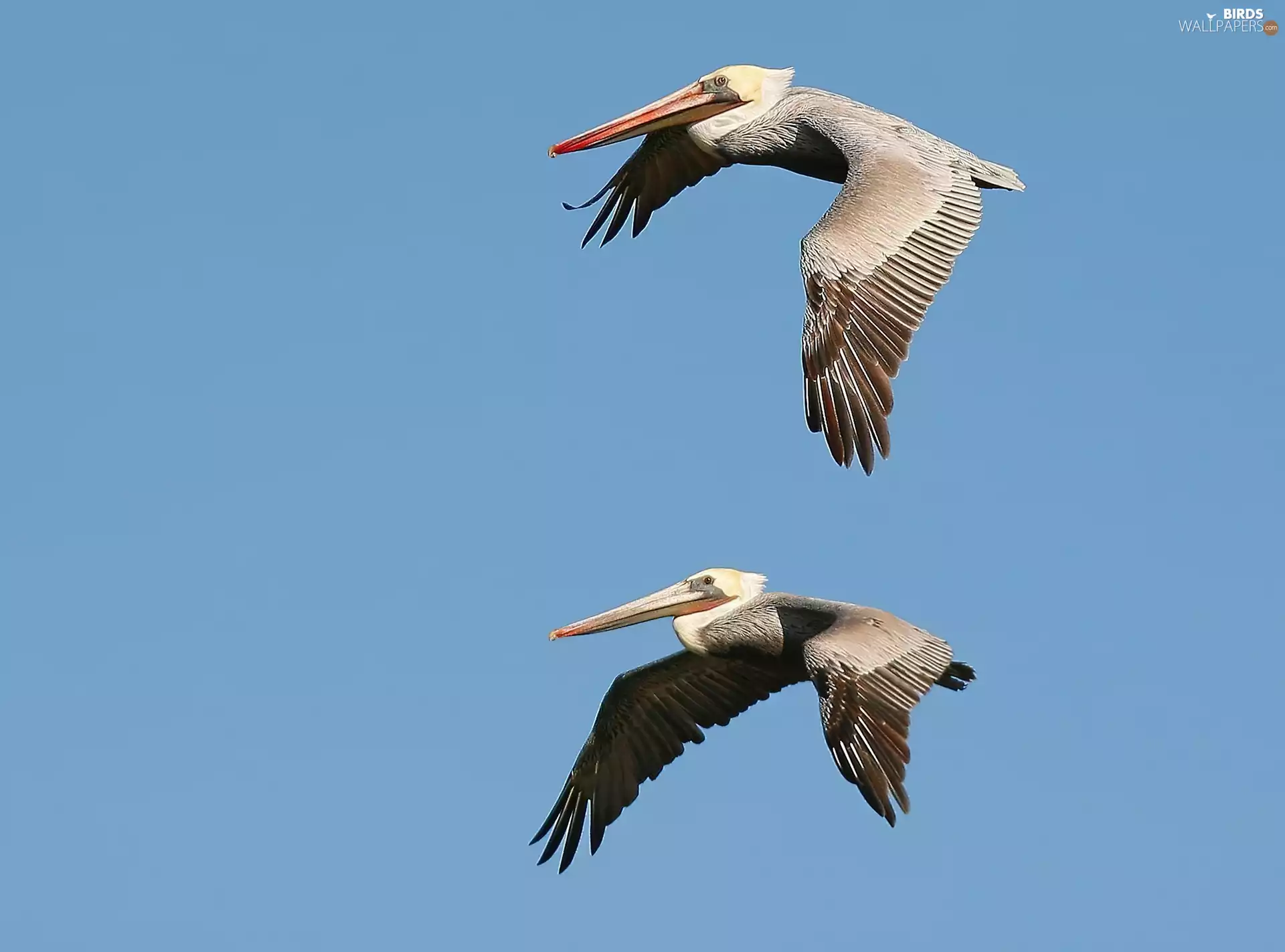 Sky, pelicans, flight