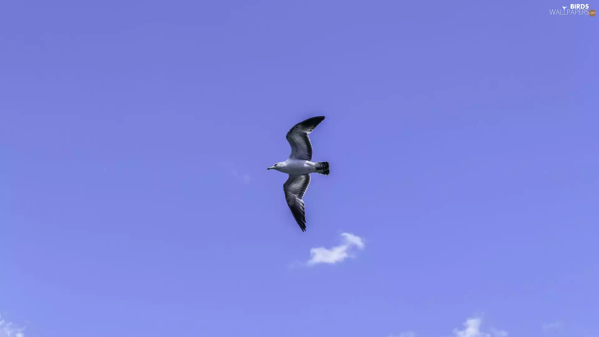 Sky, seagull, flight