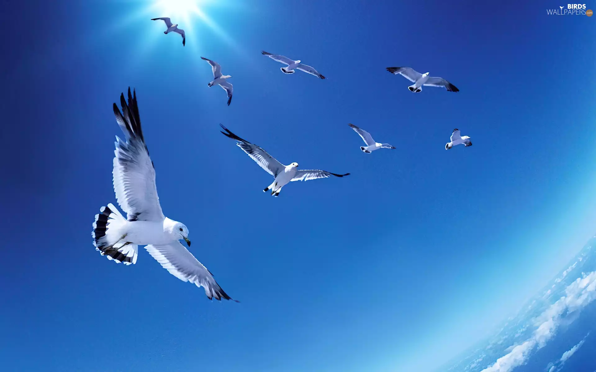 Sky, Circulating, gulls