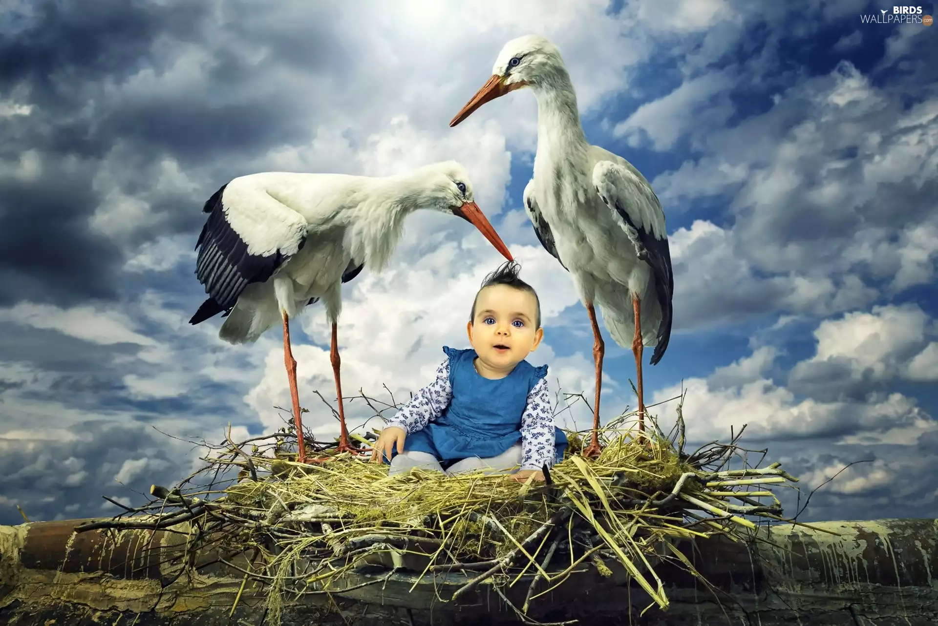 girl, Sky, nest, baby, Storks