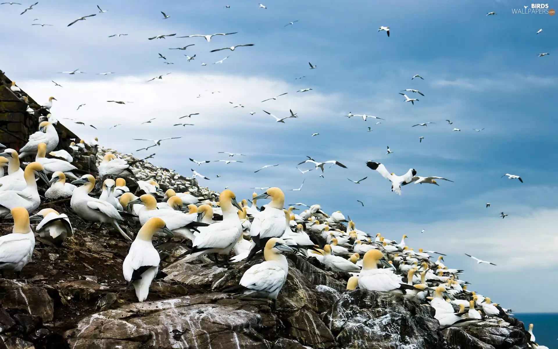 Sky, gulls, rocks