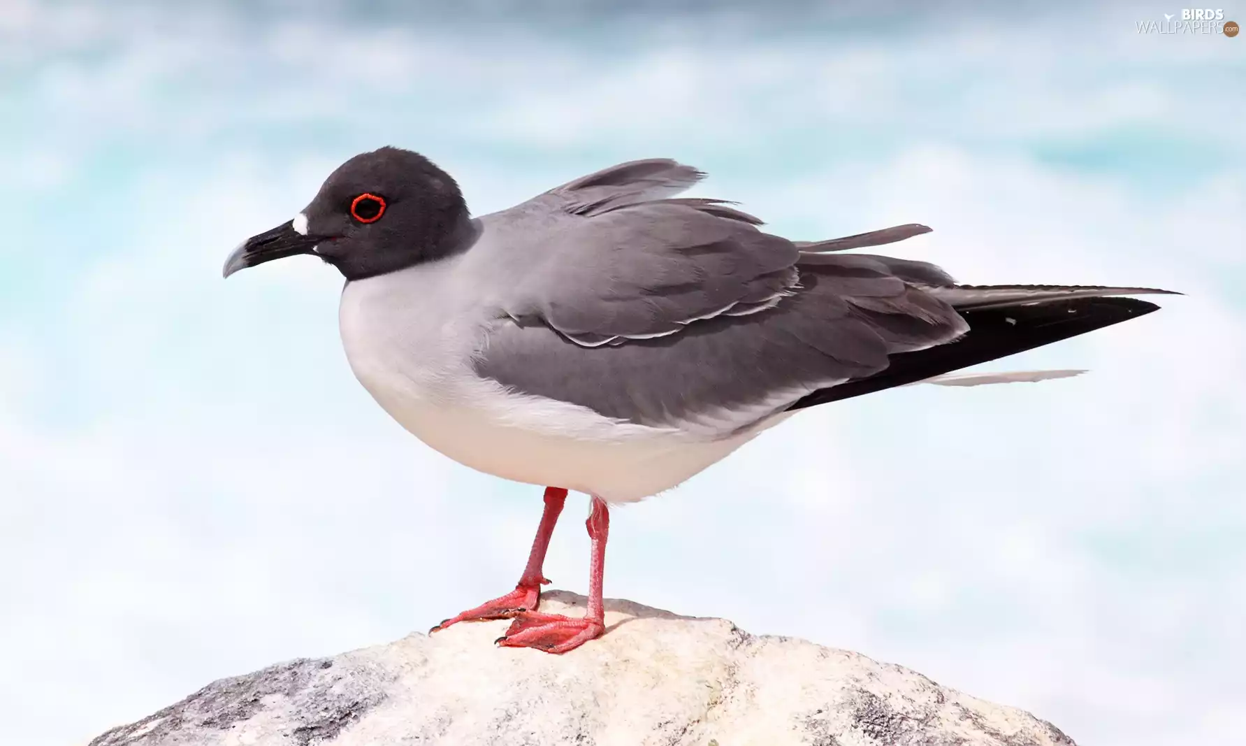 Sky, seagull, Rocks