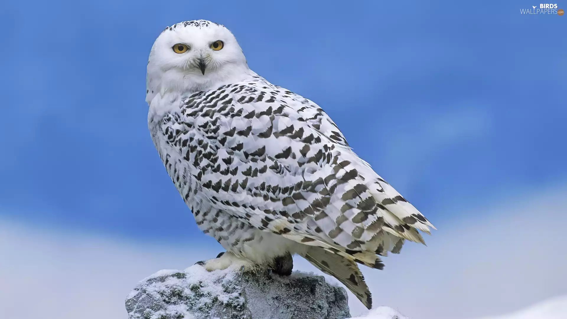 Sky, owl, snow