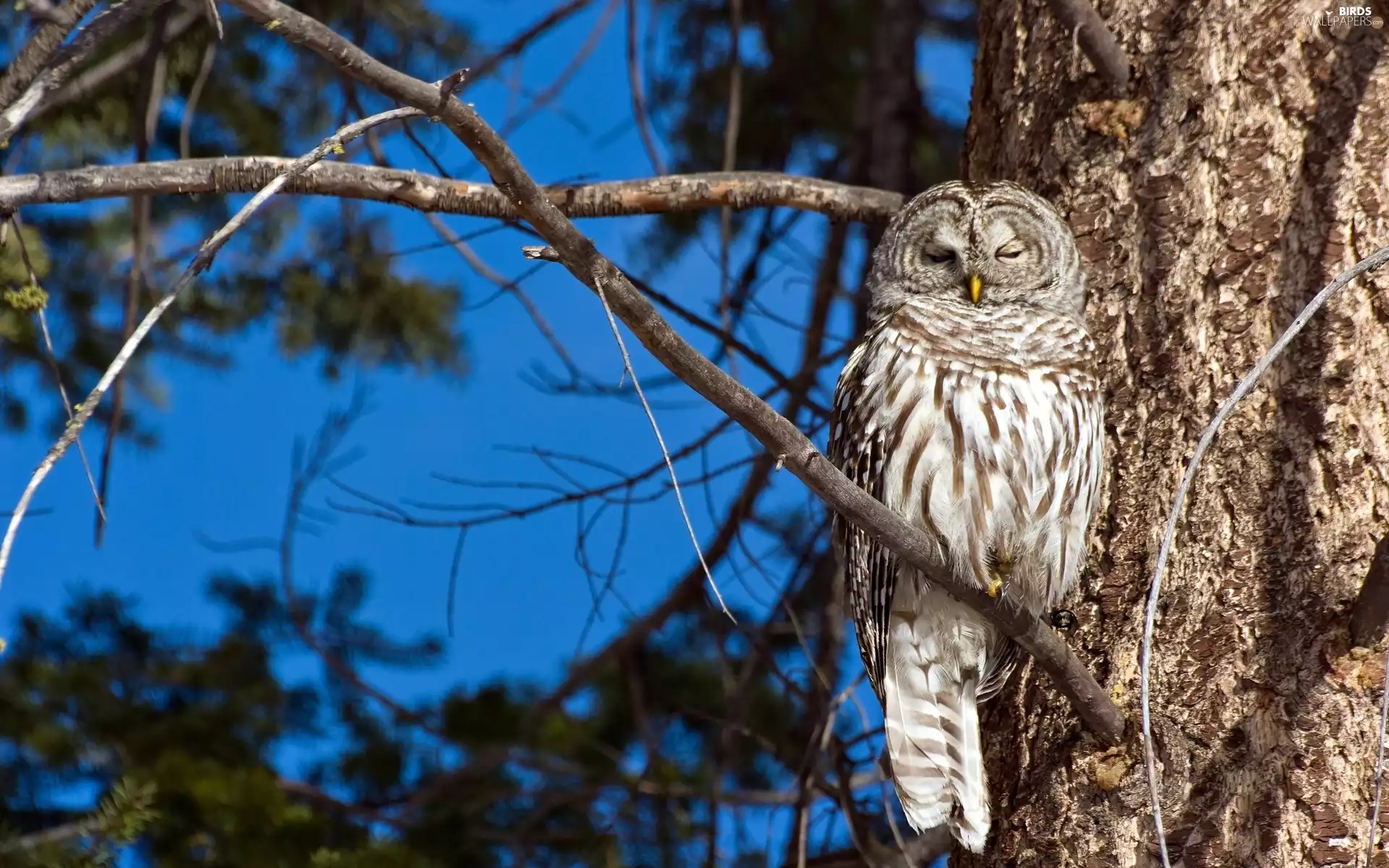 the sleeping, trees, forest, owl