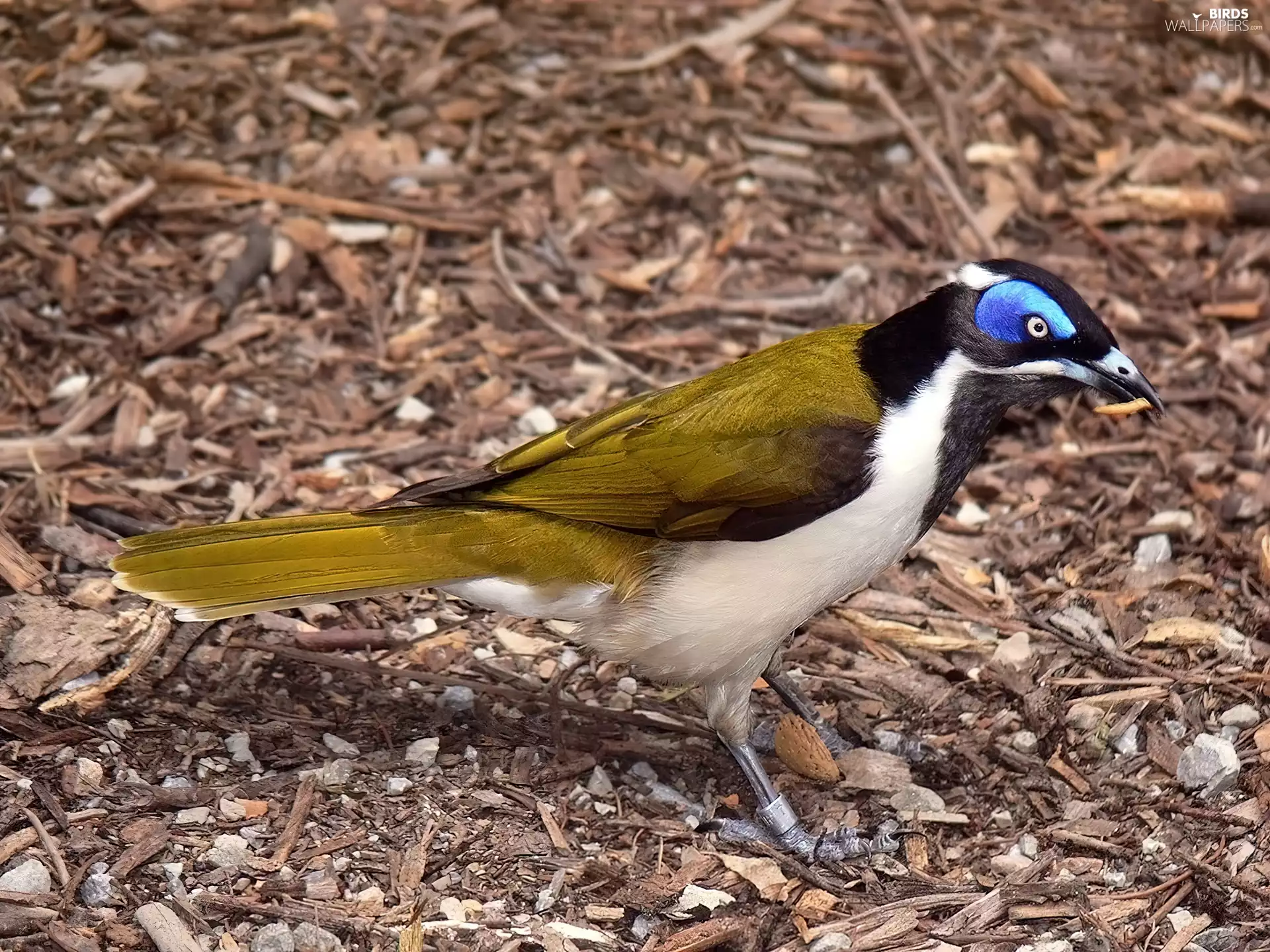 Bird, worm, ring, Słodnik