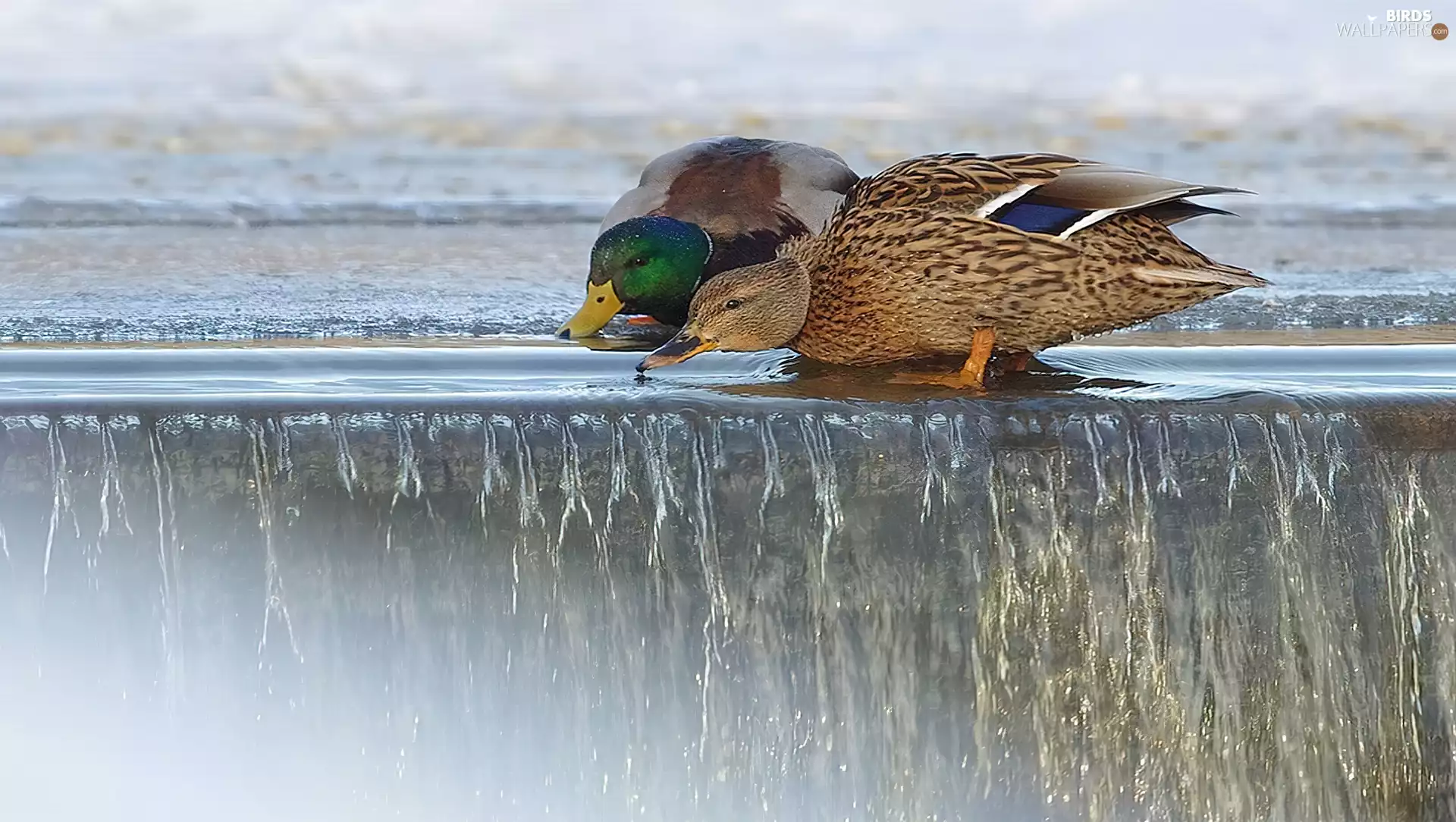 slope, ducks, water