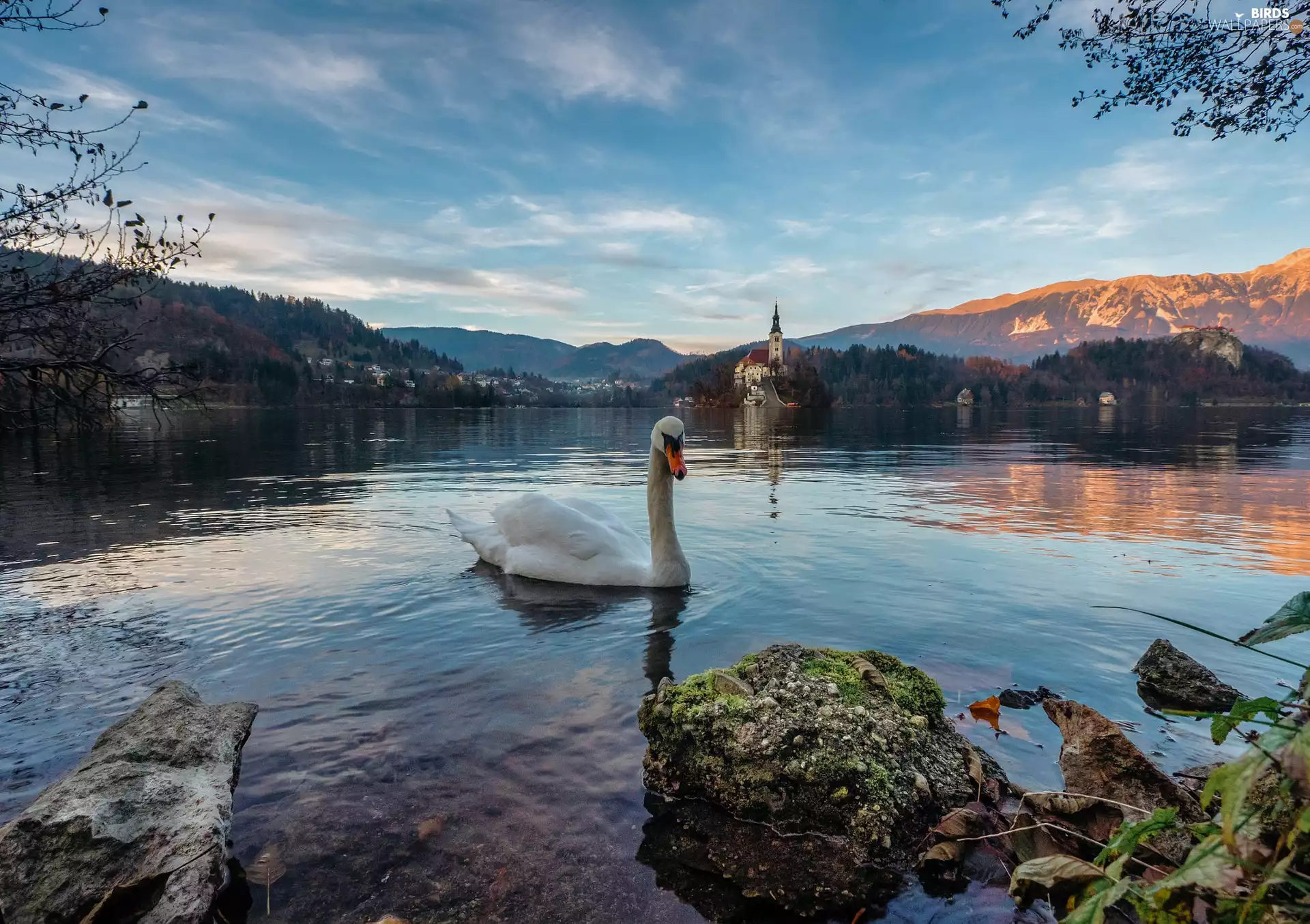 Lake Bled, Church, viewes, Swans, trees, Blejski Otok Island, Slovenia, Alps Mountains