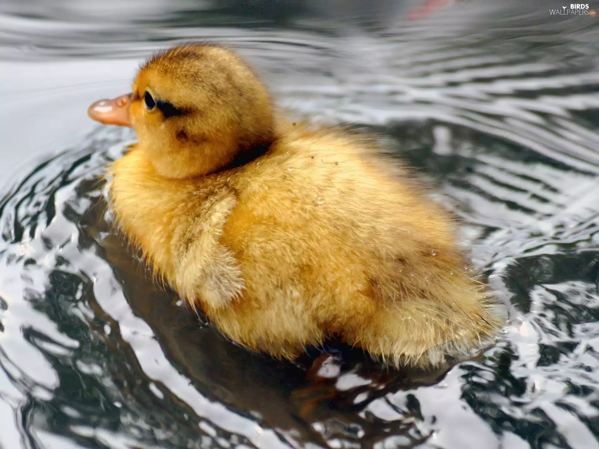 small, duck