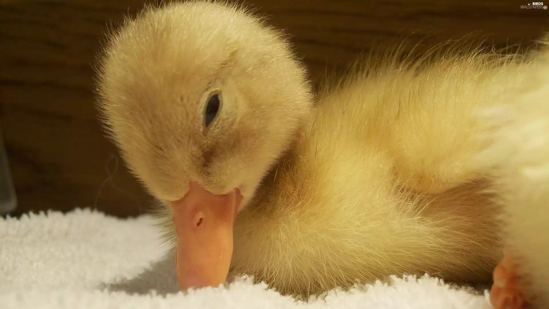 small, Ducky