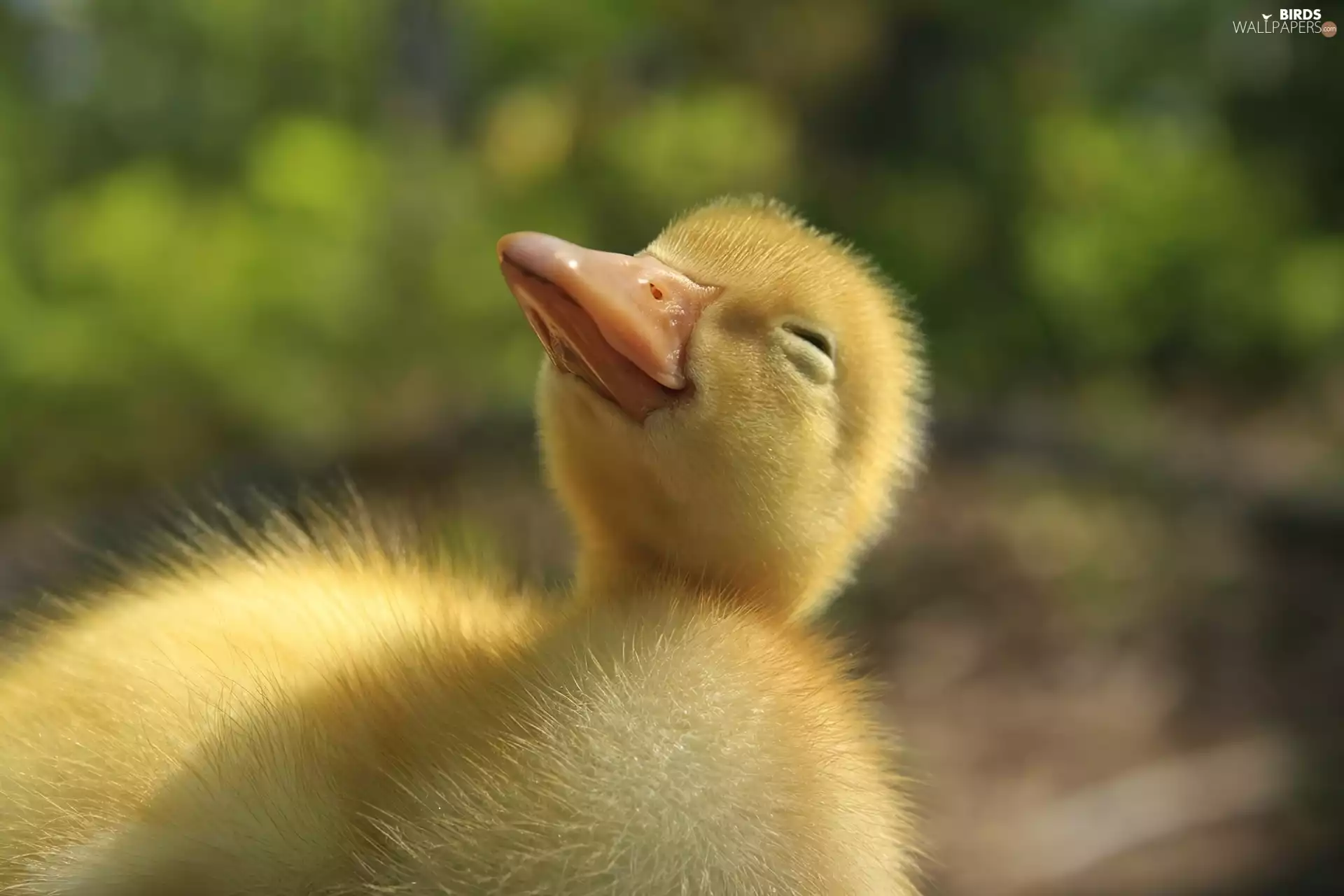 small, Ducky
