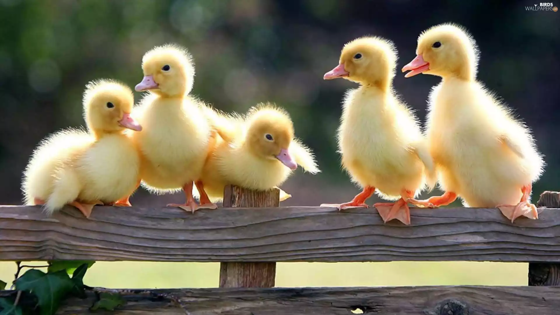 five, ducks, Hurdle, small