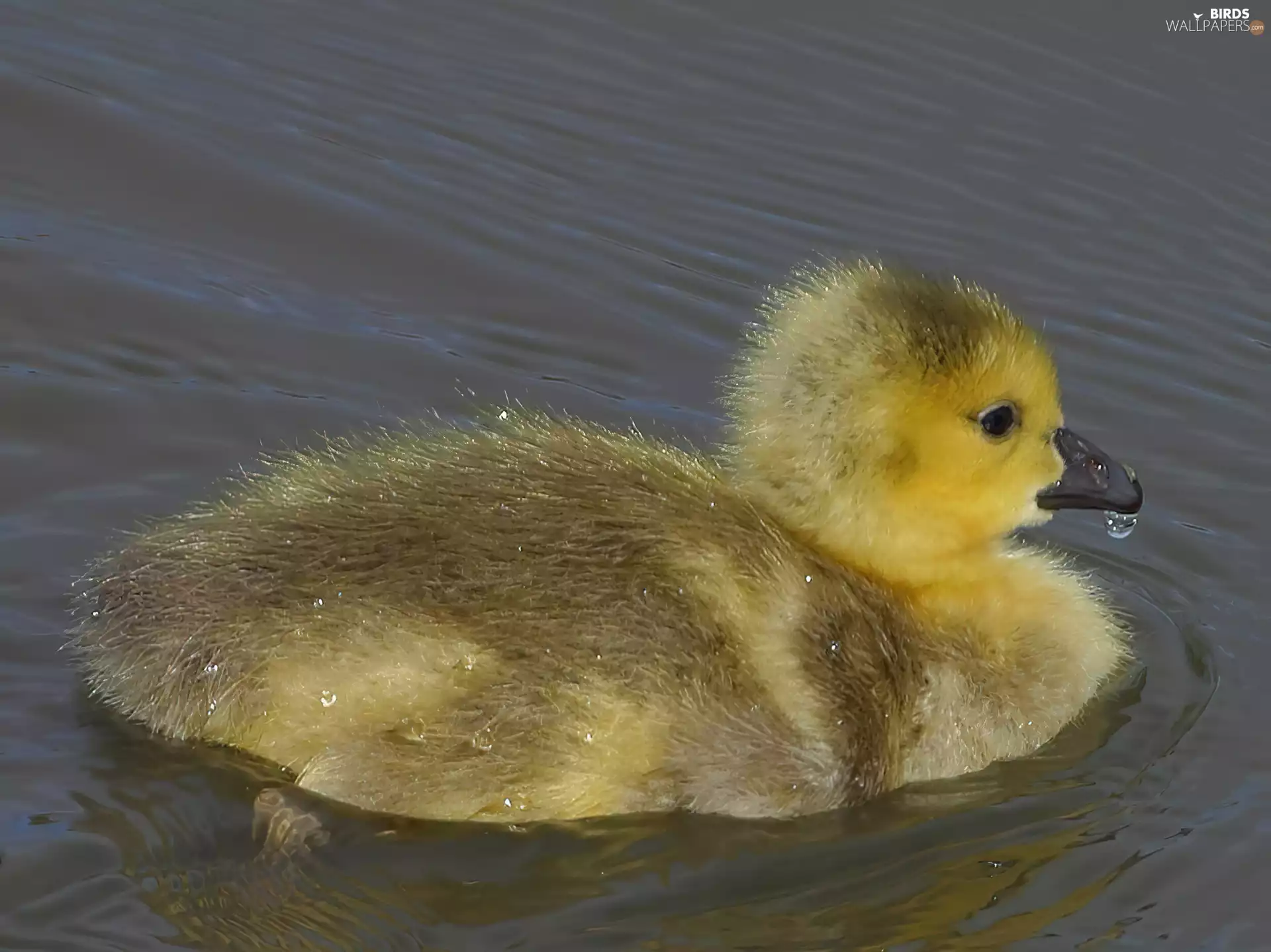 small, goose