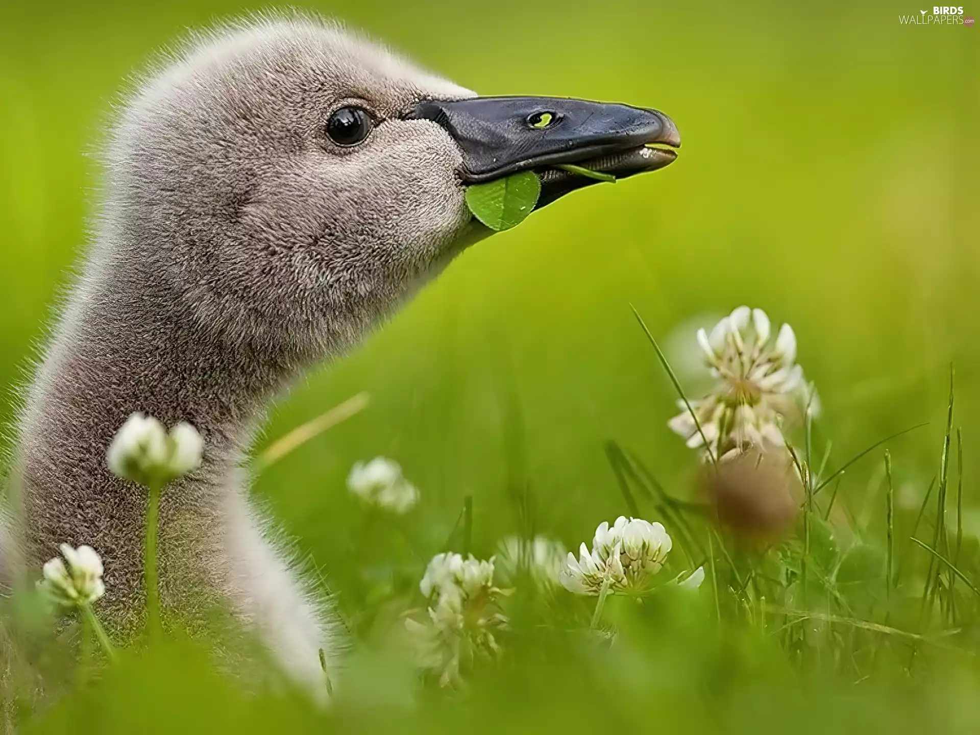 small, goose