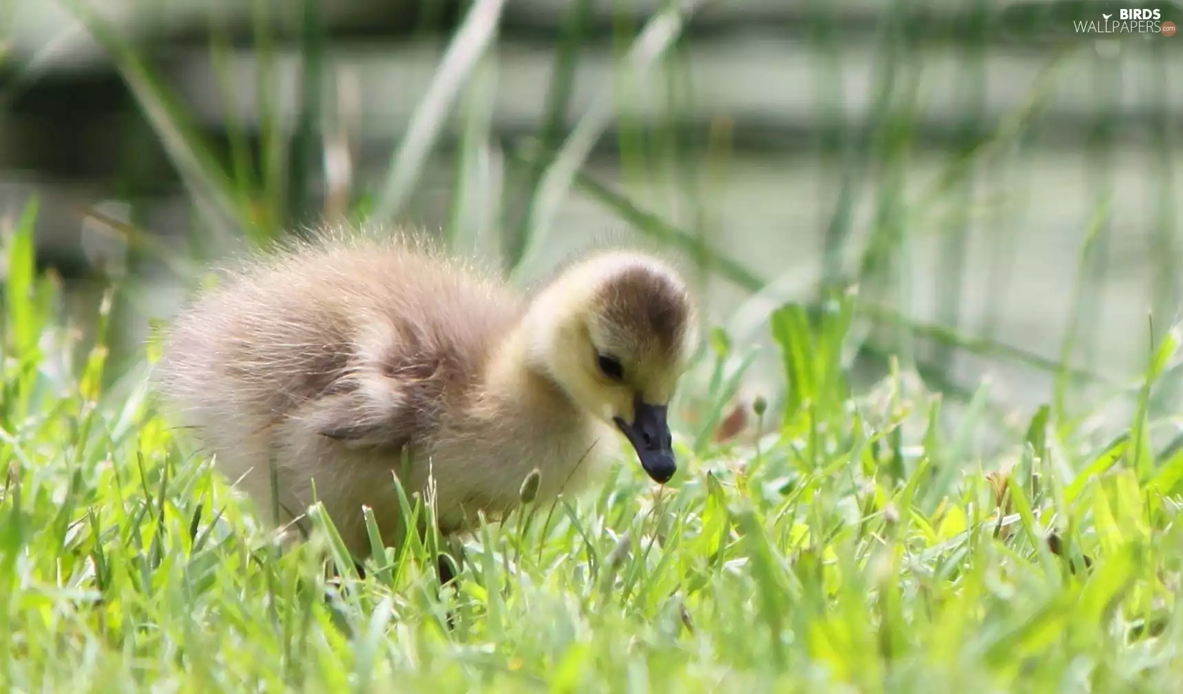 small, goose