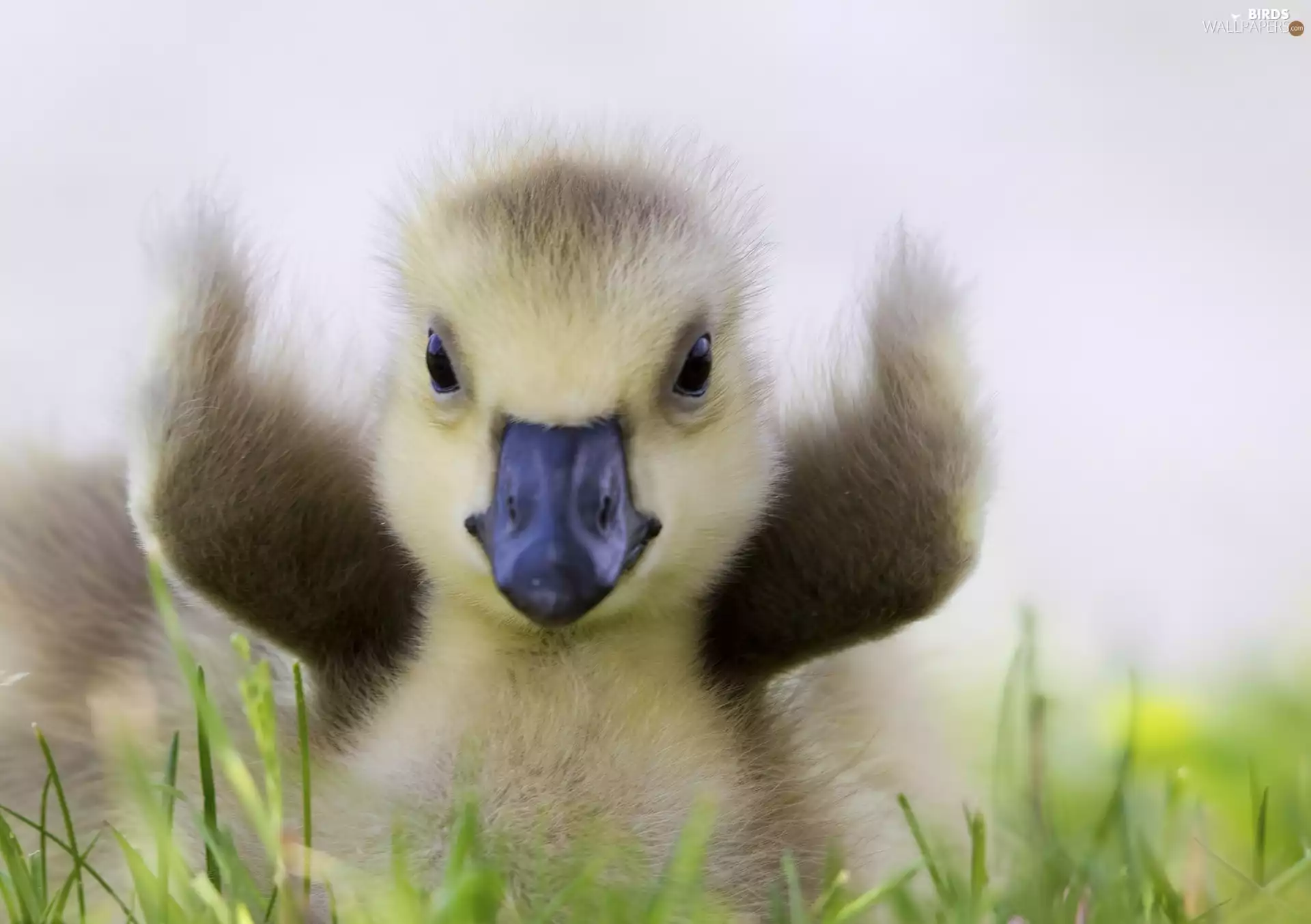 small, goose