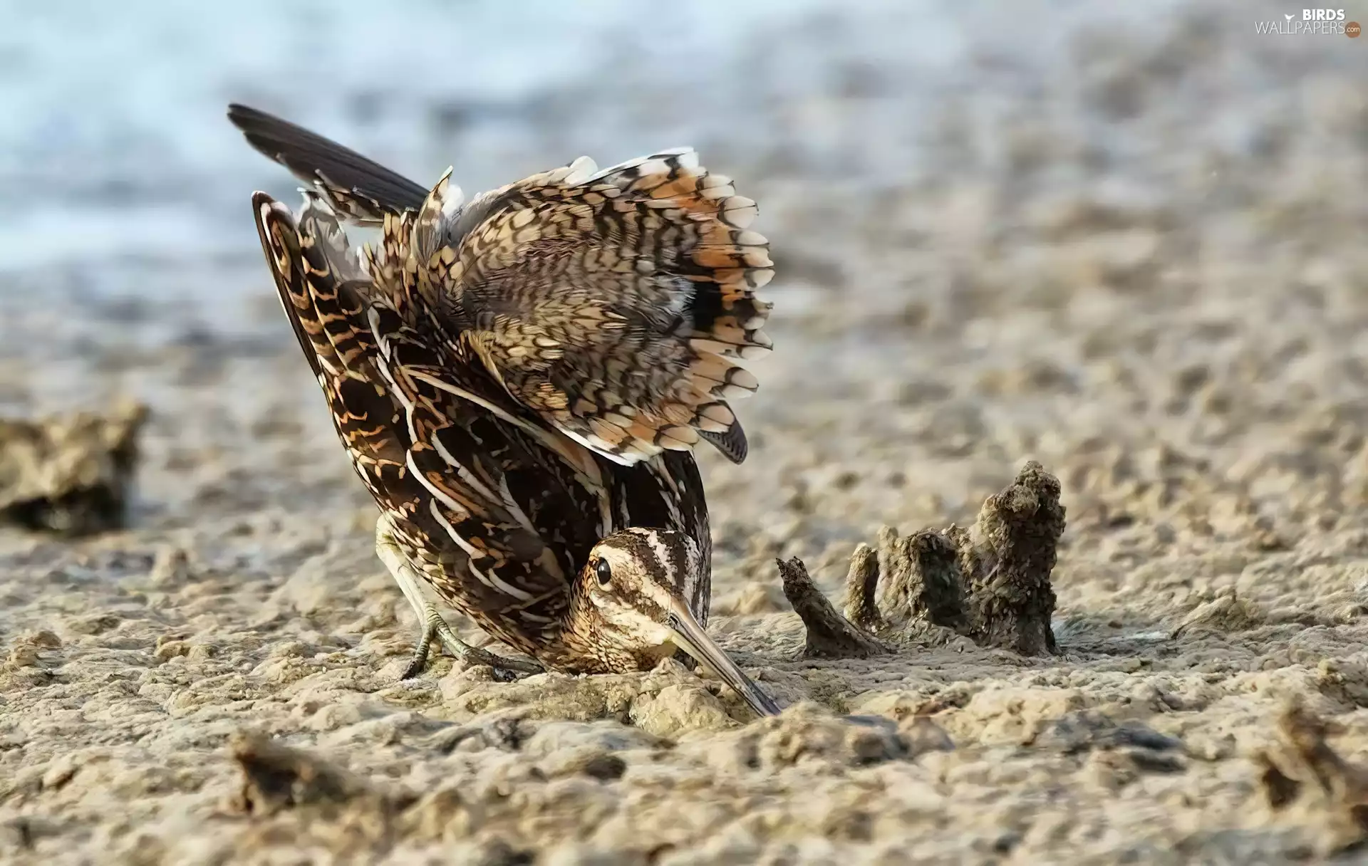 Bird, Snipe, Sand, snipe