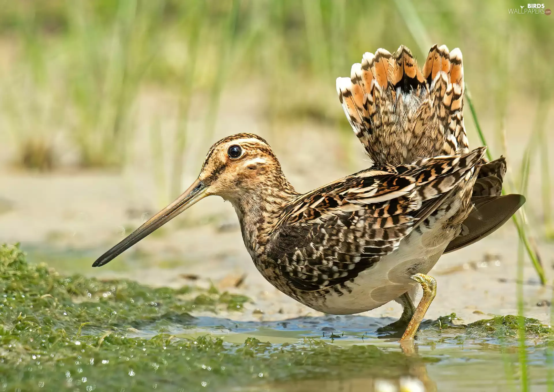 Snipe, Bird, snipe