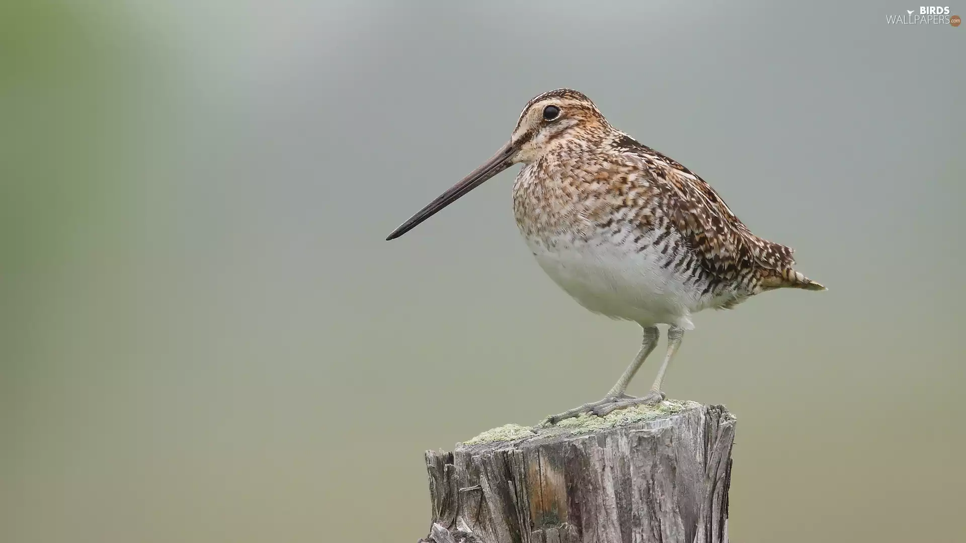 Snipe, Bird, snipe