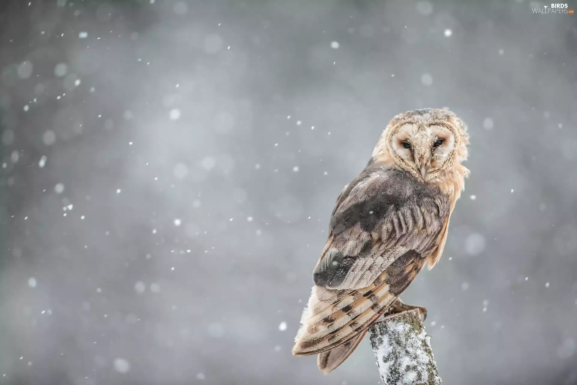 snow, owl, Barn