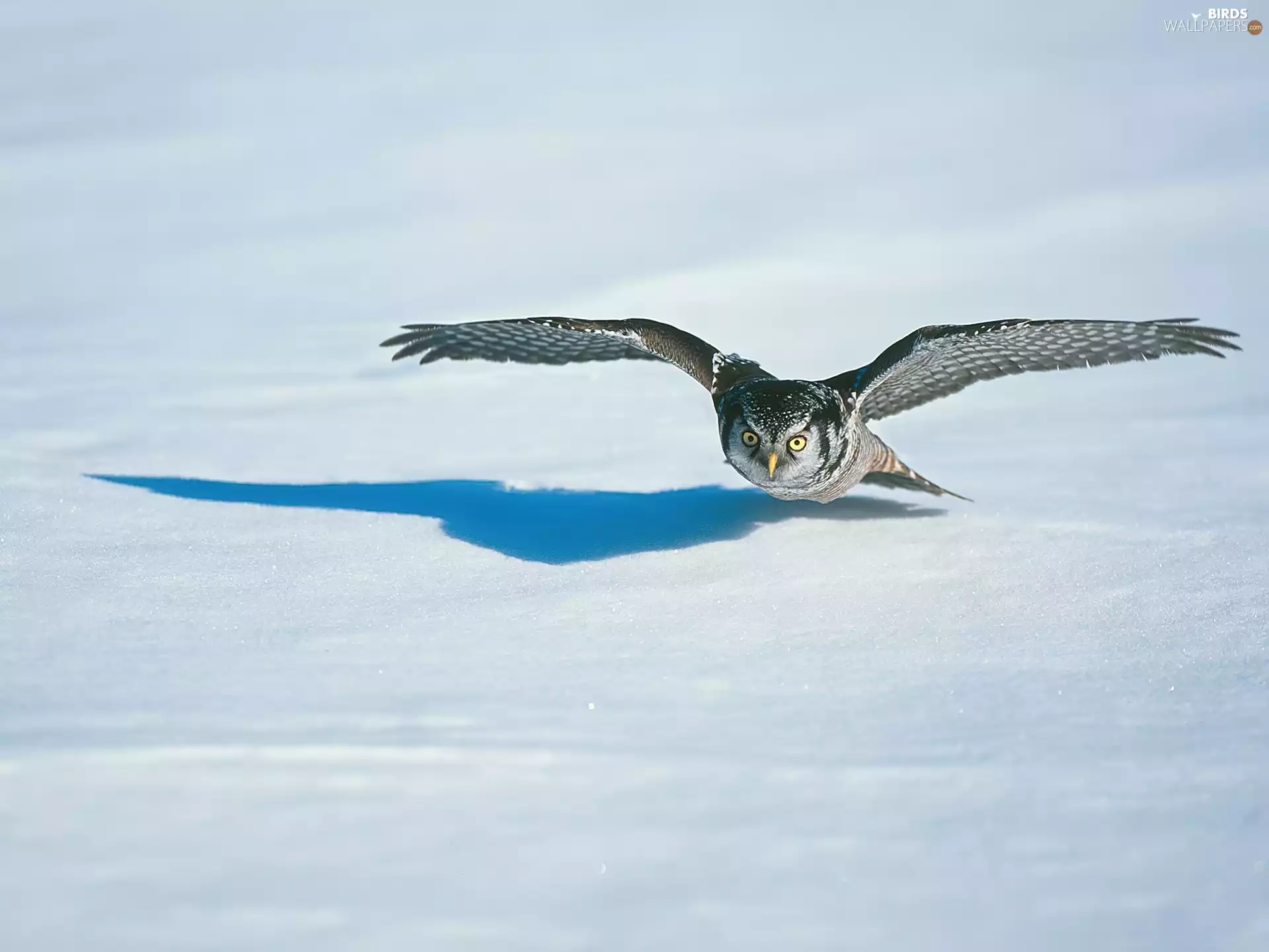 snow, owl, Bird
