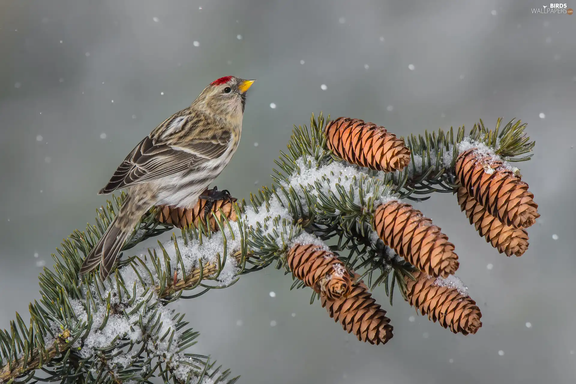 twig, Bird, cones, snow, spruce, Common Redpoll