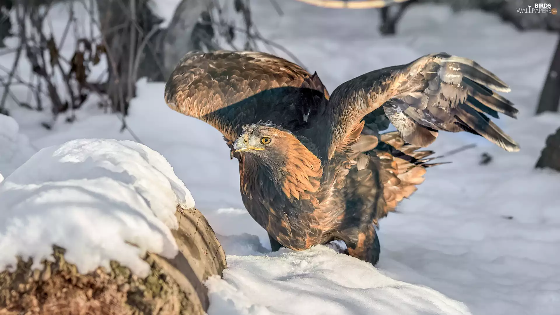 wings, snow, eagle, spread, Bird