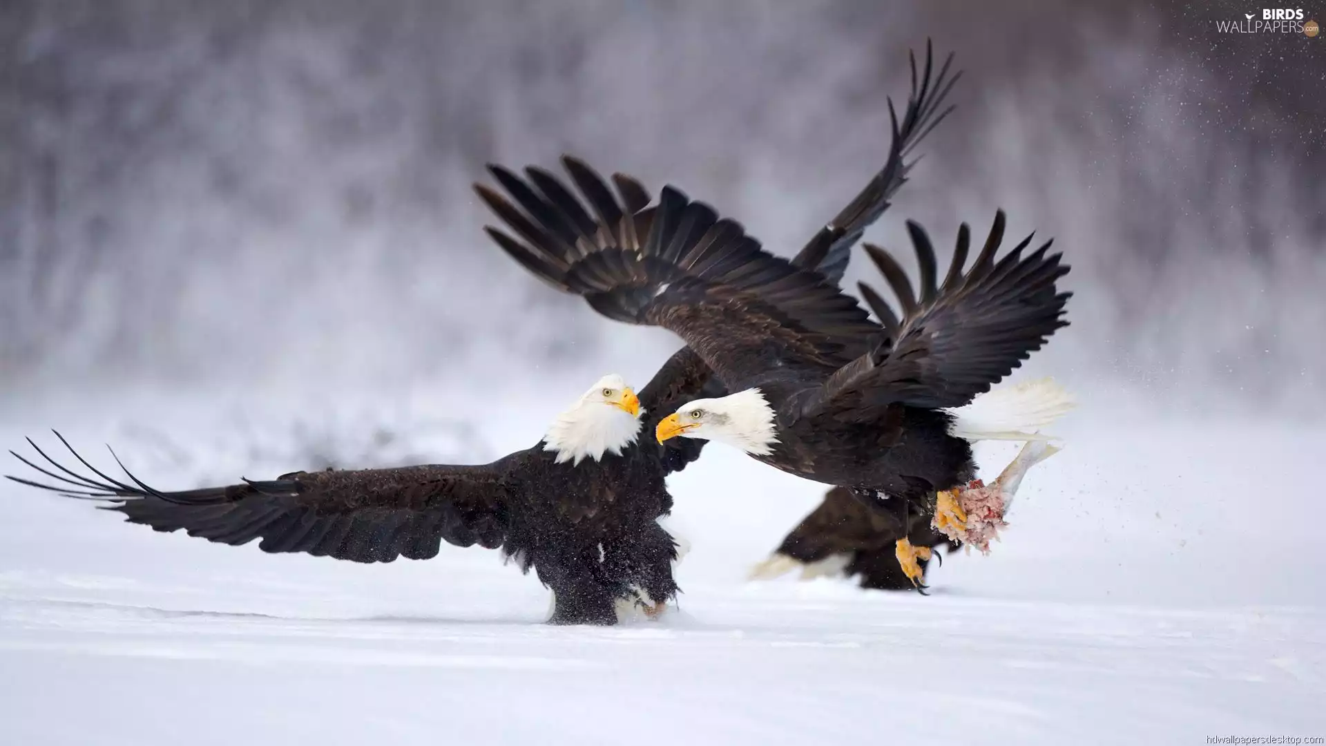 snow, fighting, Eagles