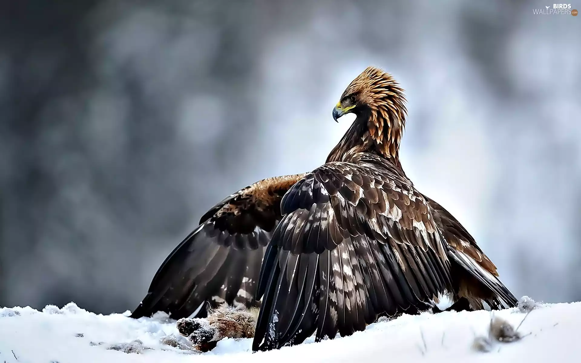 snow, Eagle Front