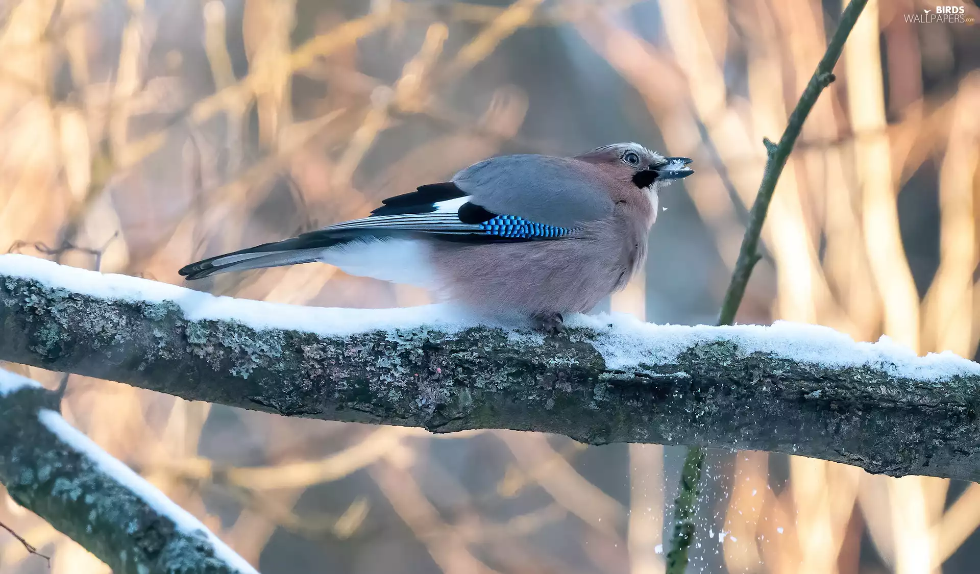 Bird, branch pics, snow, Eurasian Jay