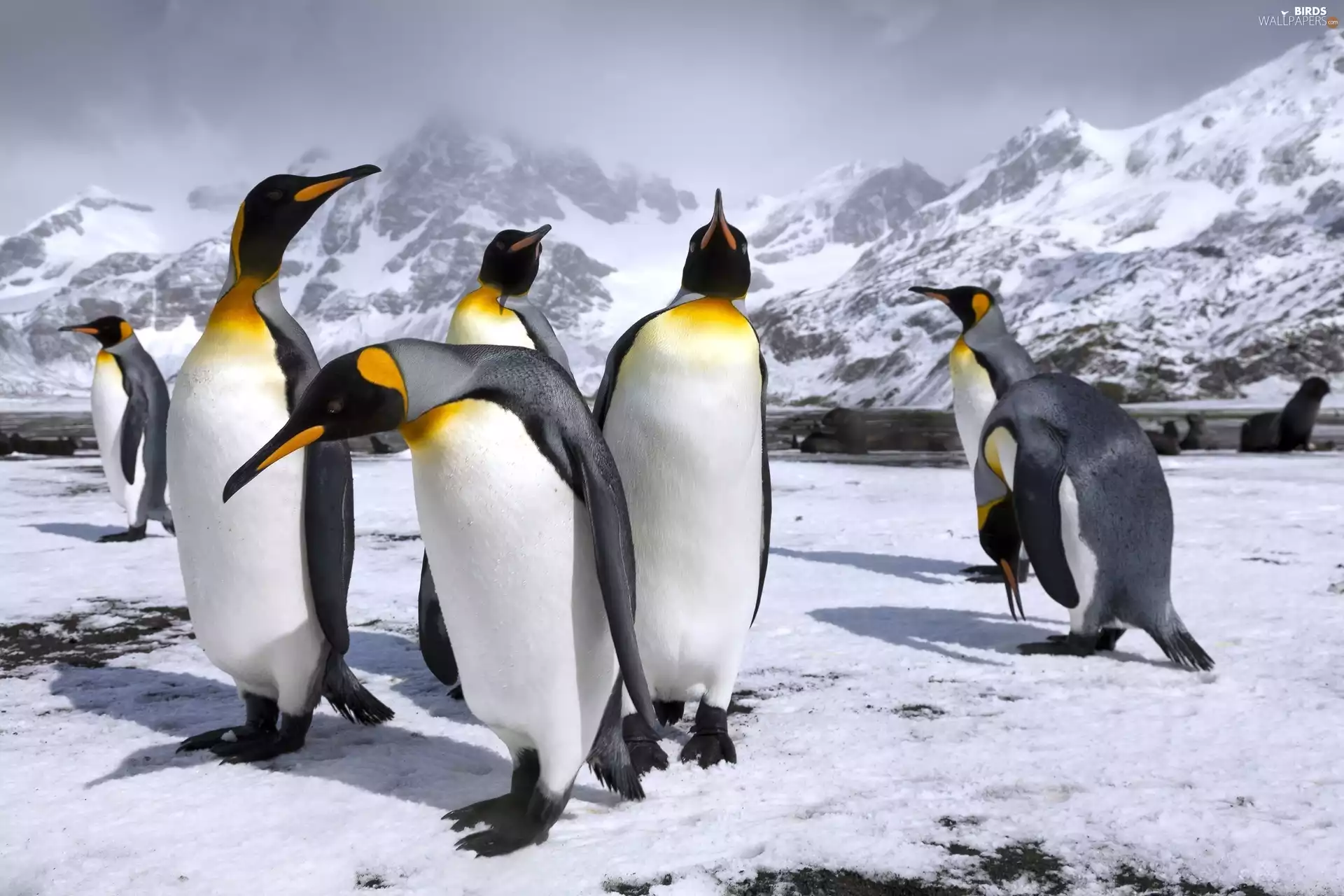 King Penguins, Mountains, snow
