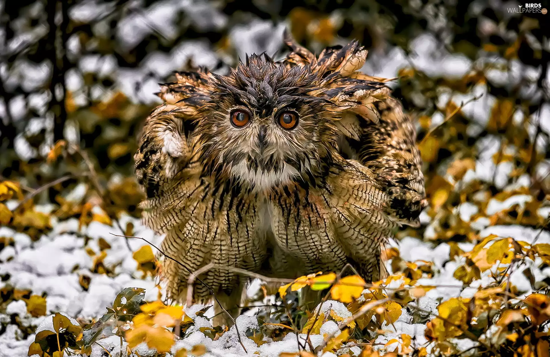 snow, owl, Leaf