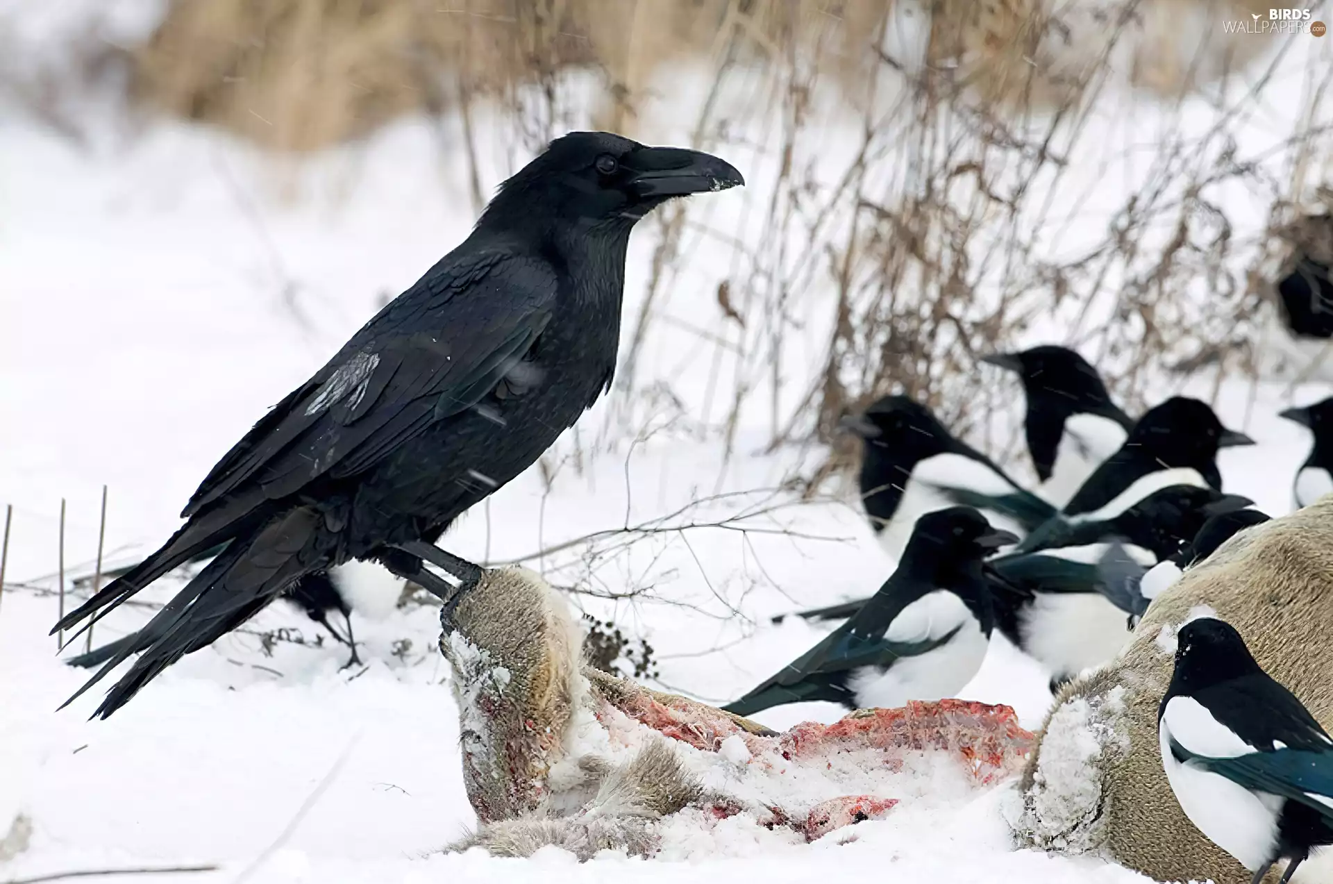 snow, Crow, magpies