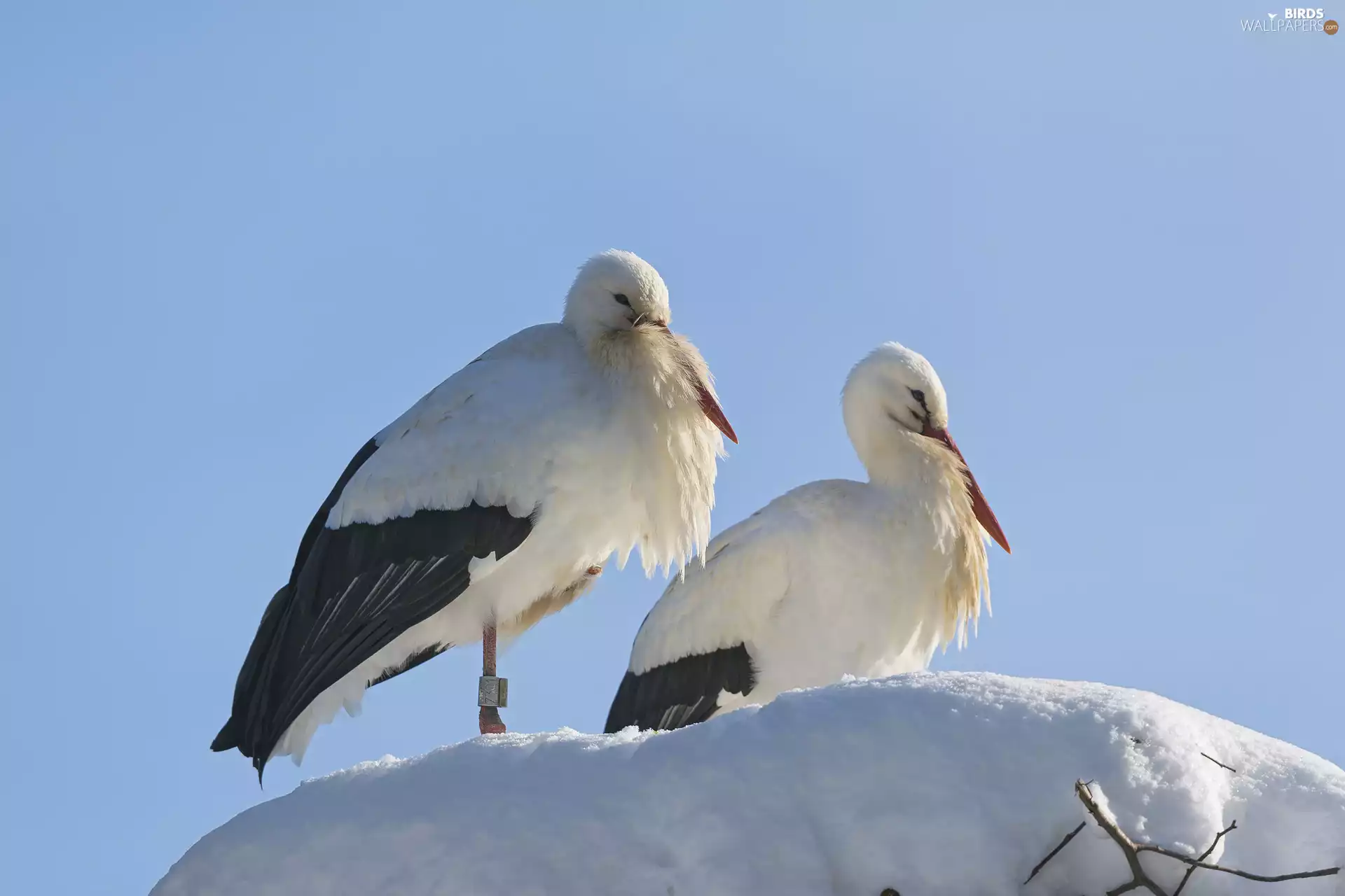 snow, Storks, nest