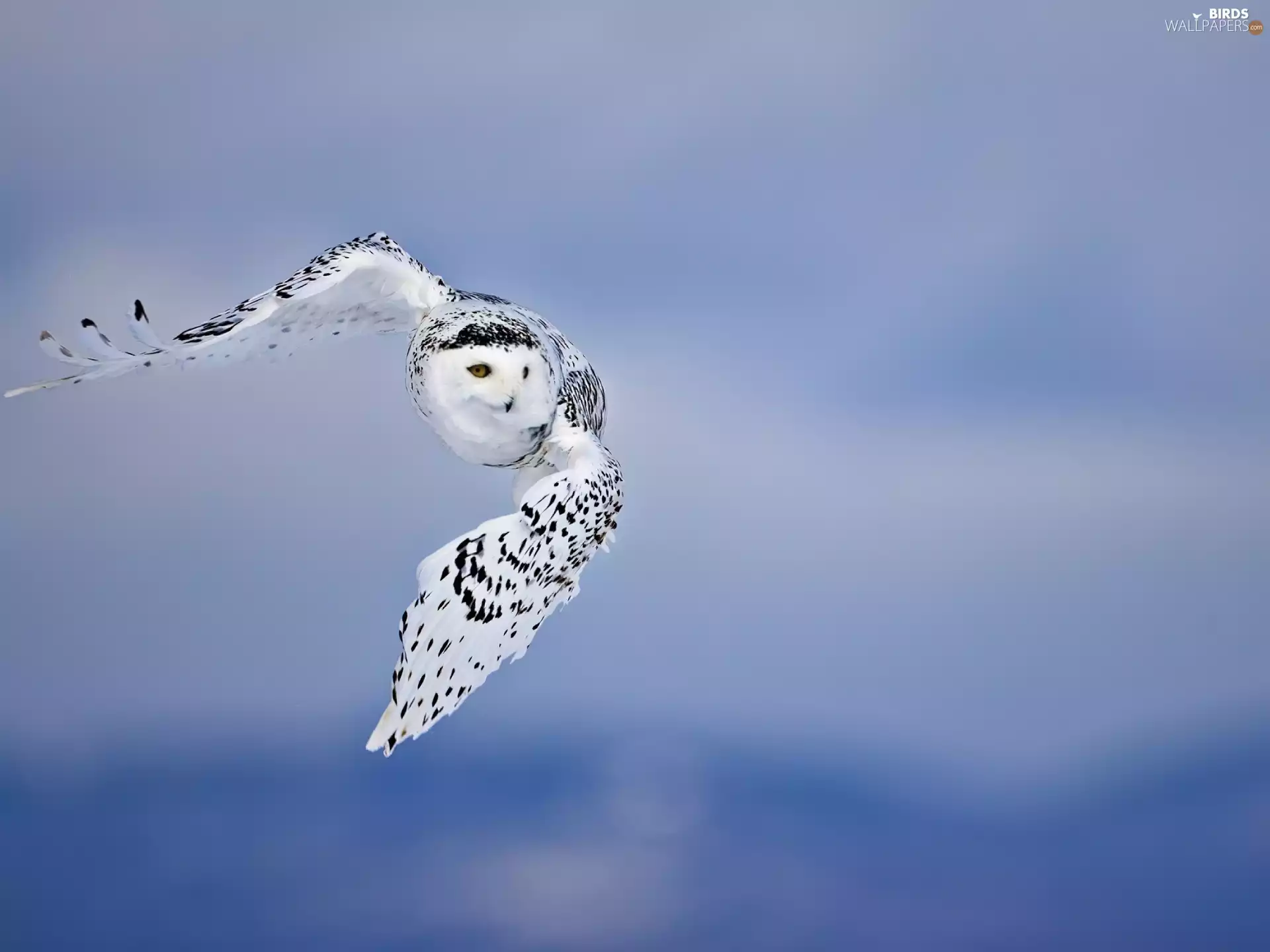 owl, flight, Sky, snow