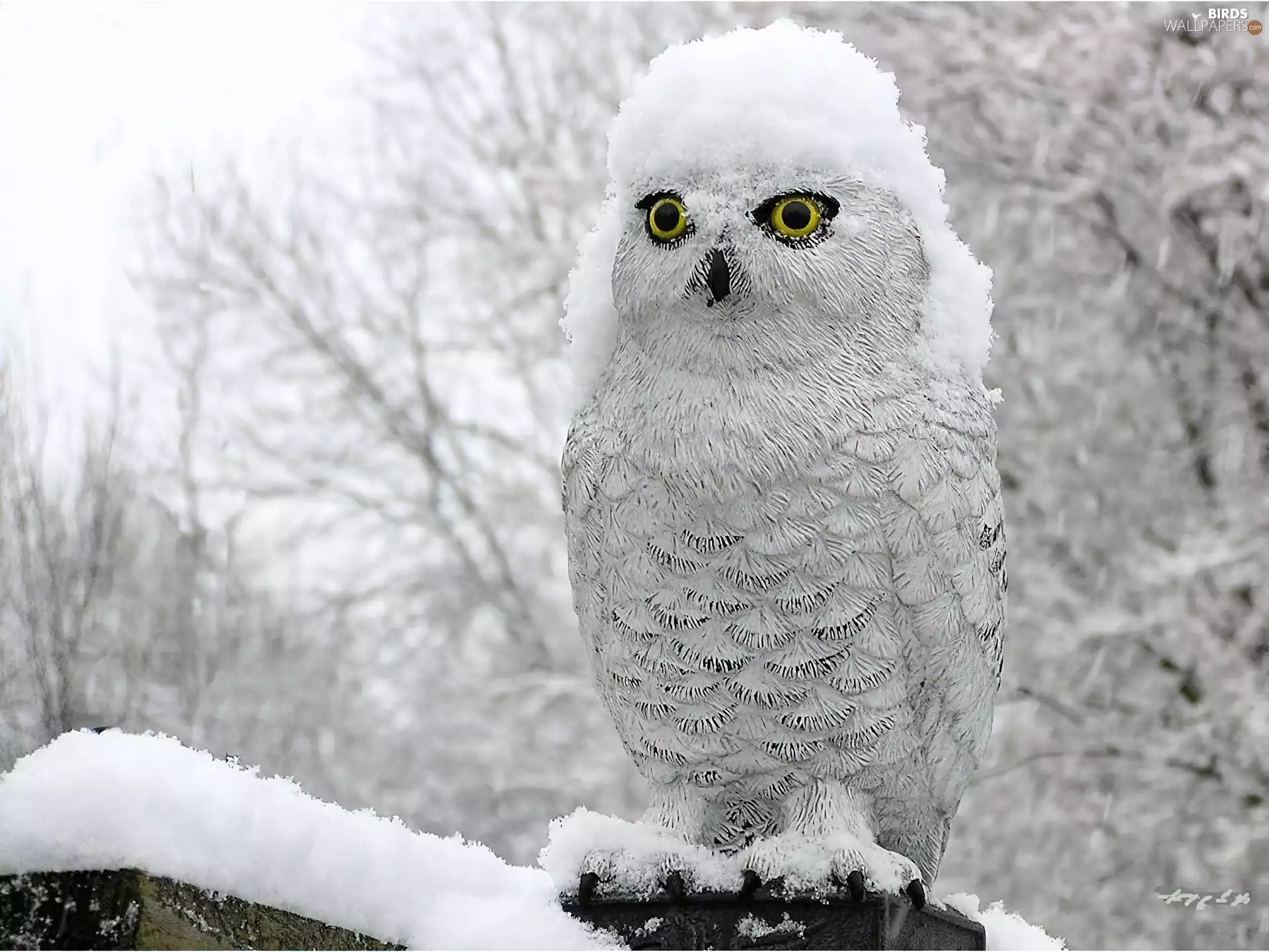 owl, trees, viewes, snow
