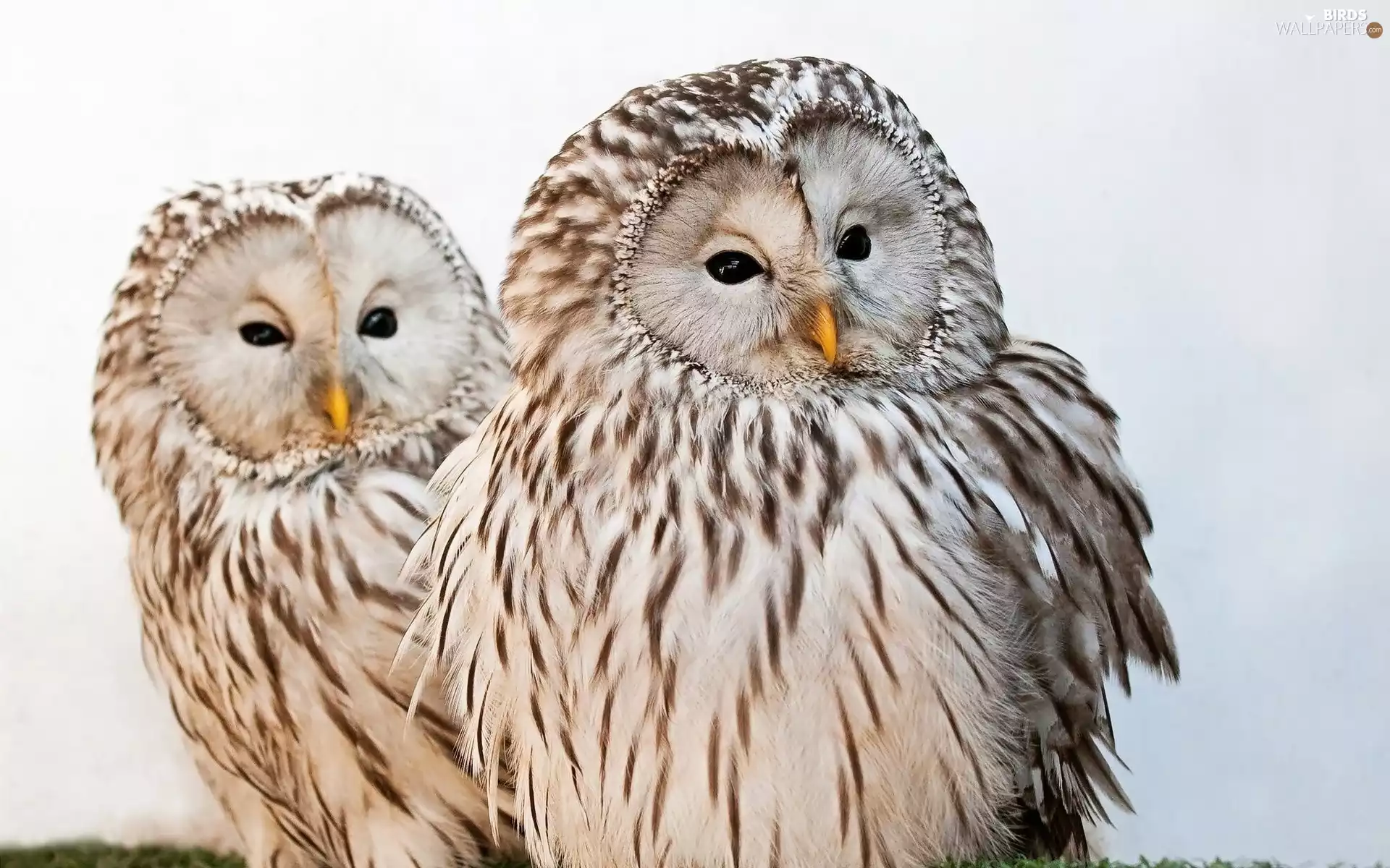 snow, Two, Owls