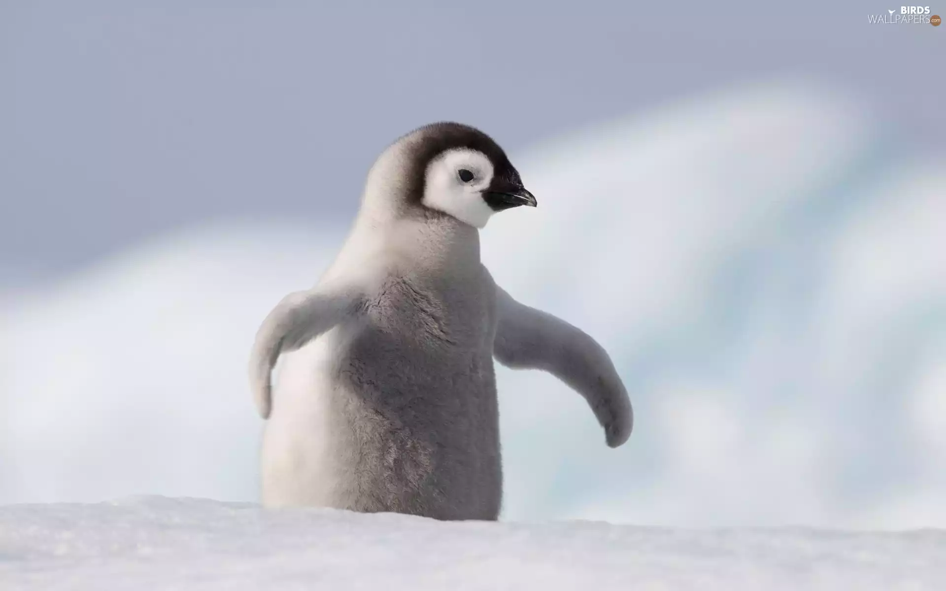 snow, small, penguin
