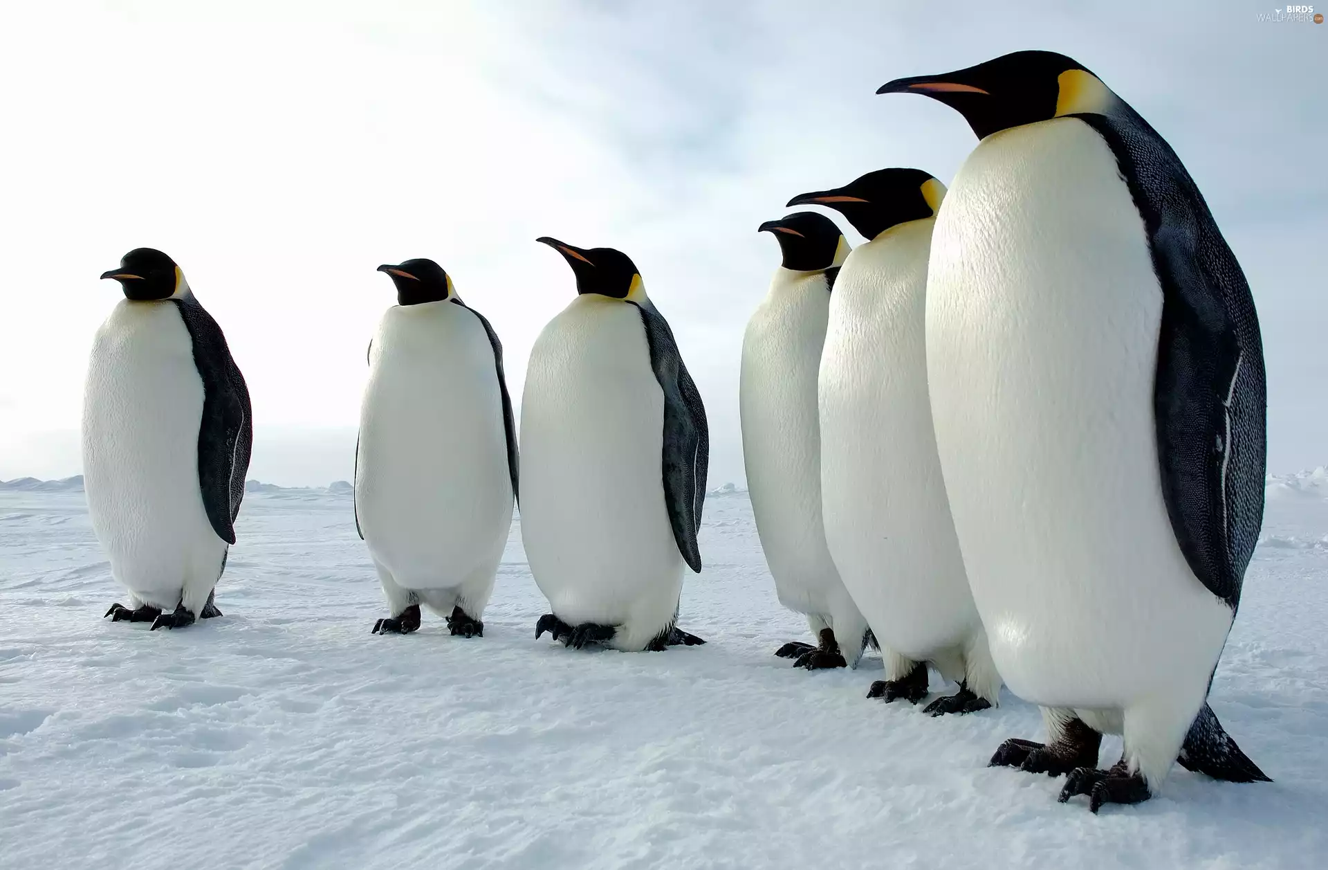 snow, six, penguins