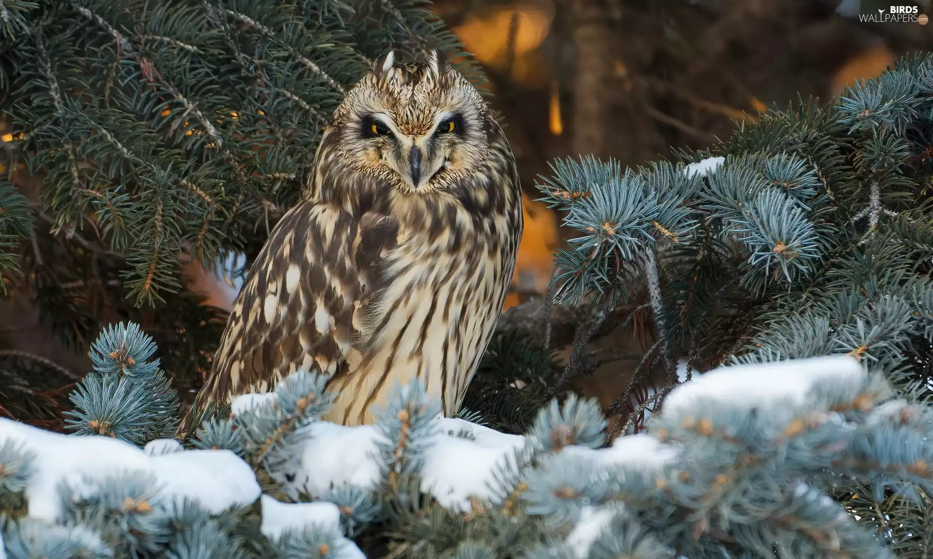 owl, branch pics, snow, Short-eared Owl
