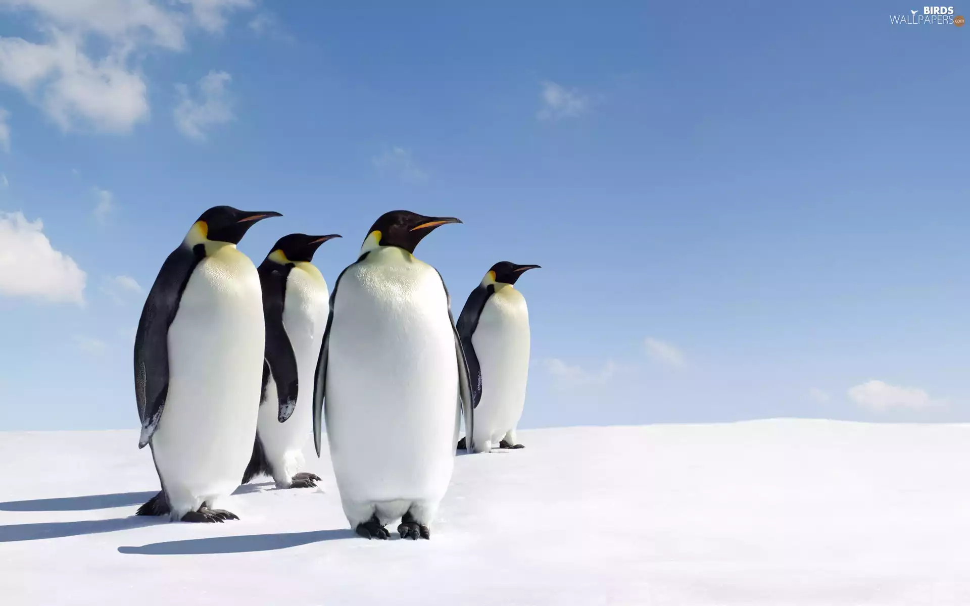 snow, penguin, Sky