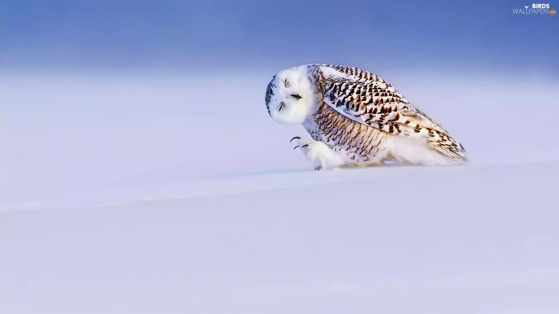 snow, owl, snow