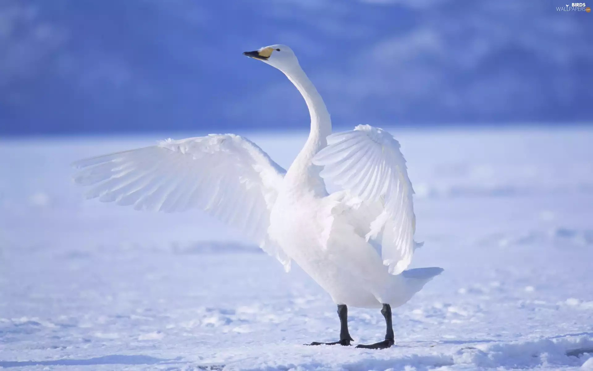 snow, Swans