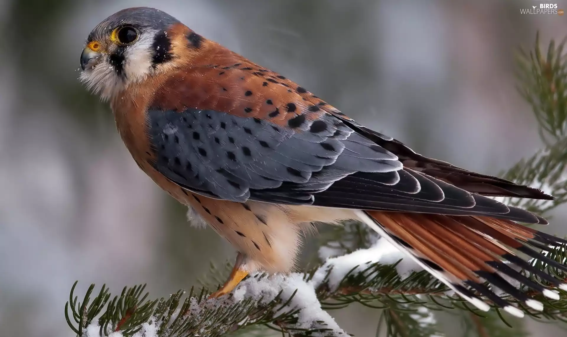 snow, kestrel, twig
