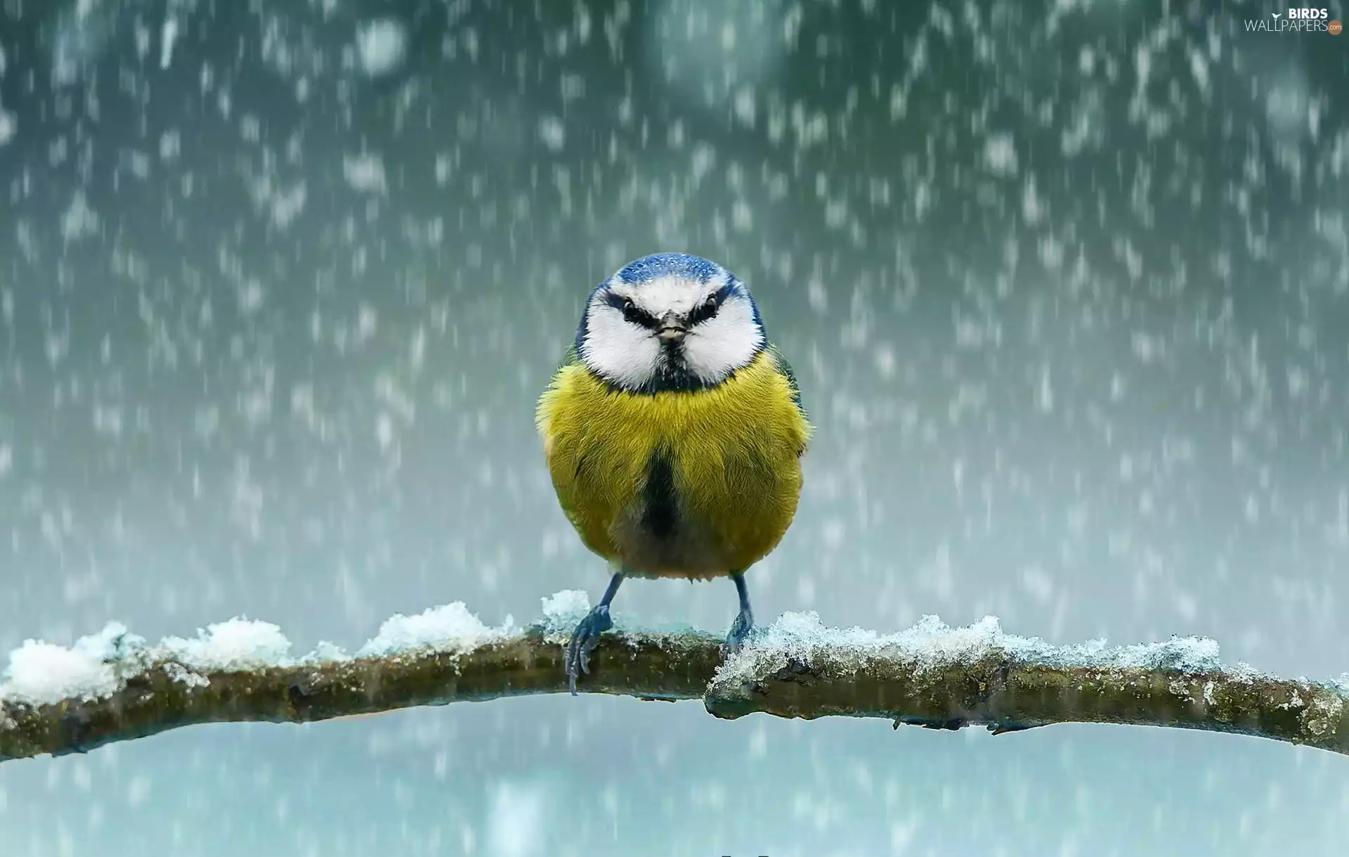 snow, tit, twig