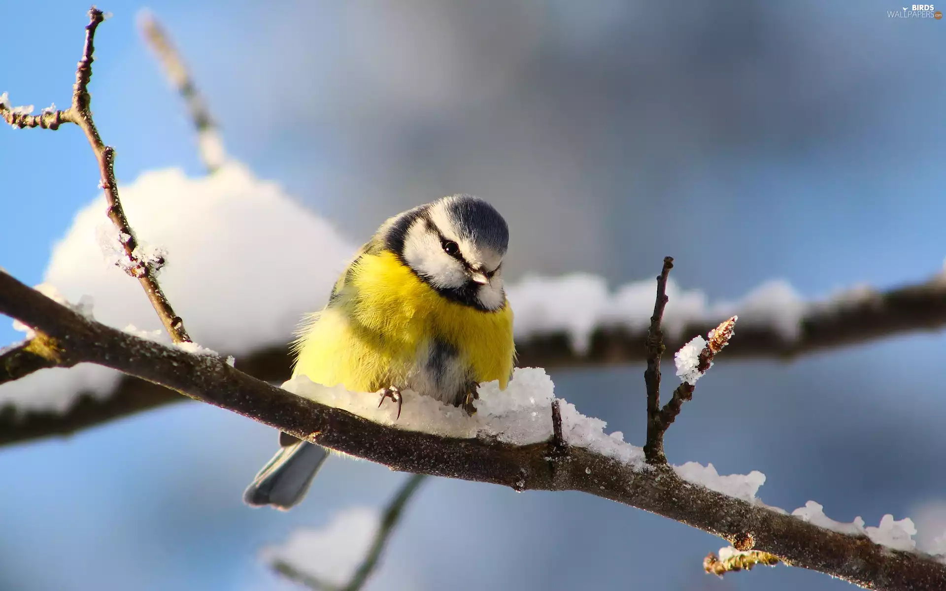 snow, tit, twig