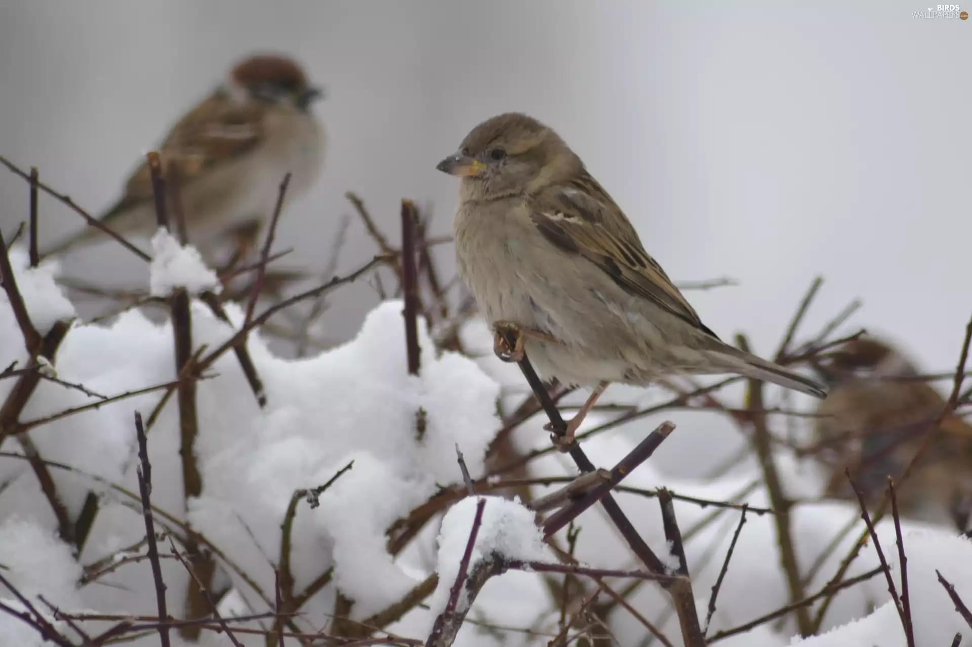 snow, Sparrows, Twigs