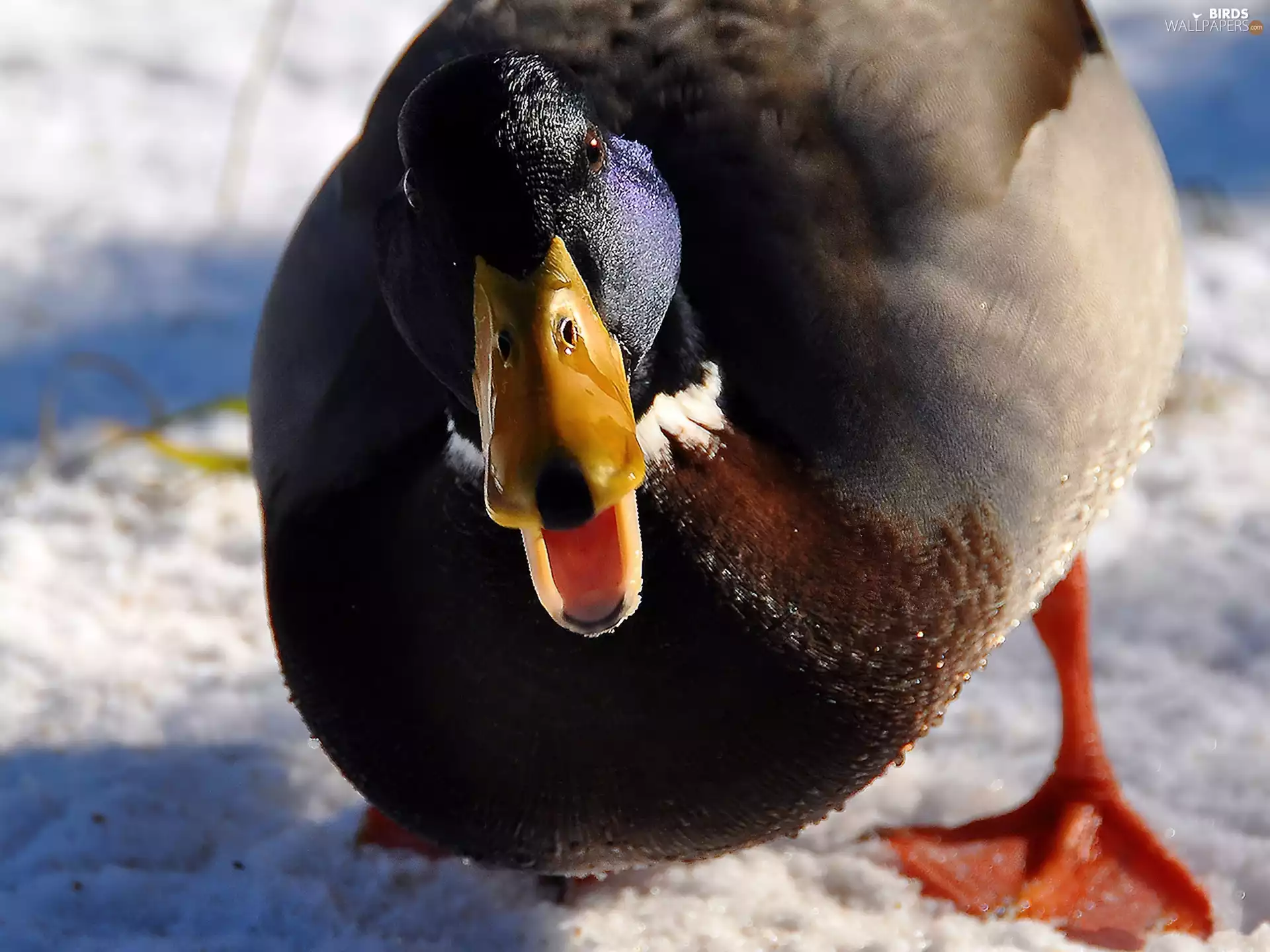 snow, drake, walking