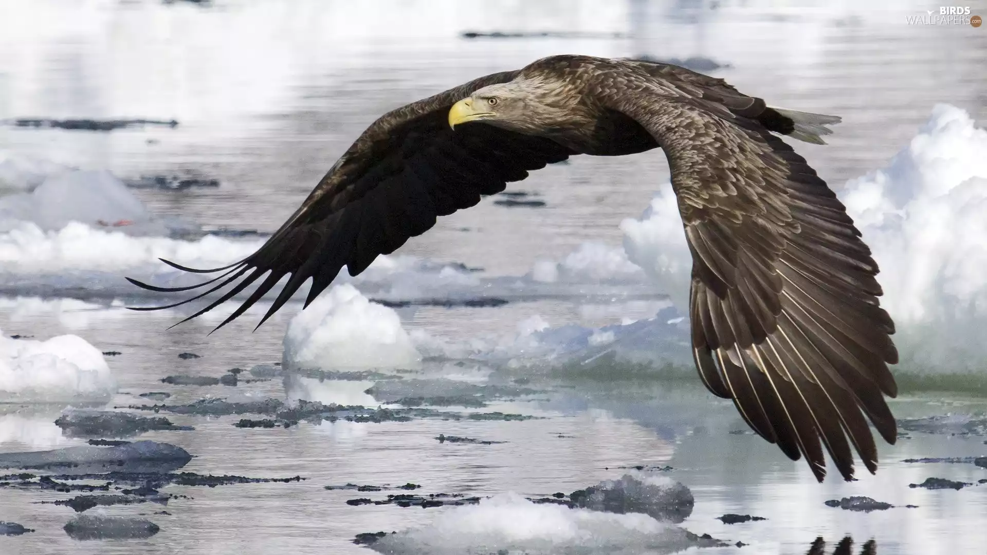 snow, eagle, water