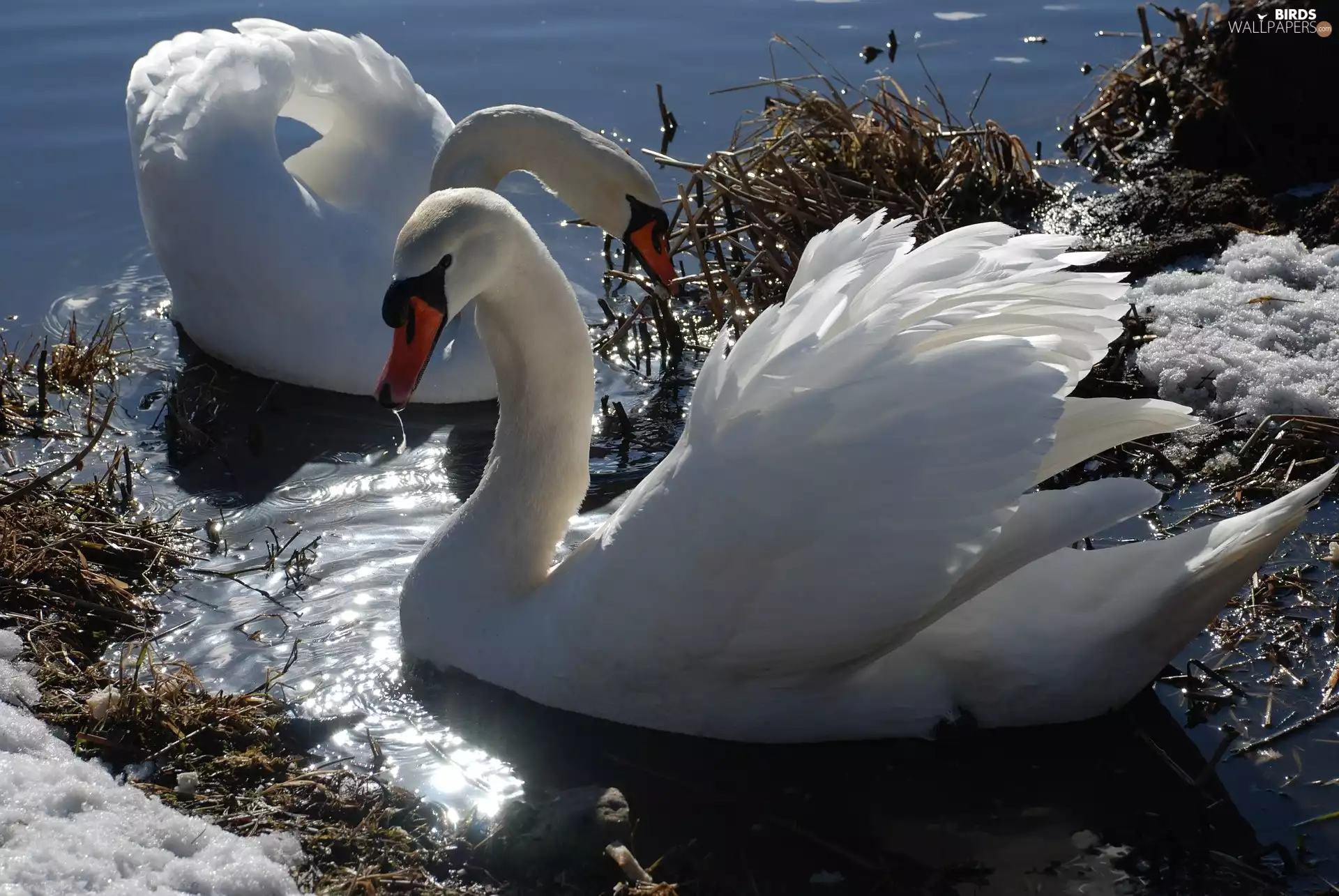 snow, Swan, water